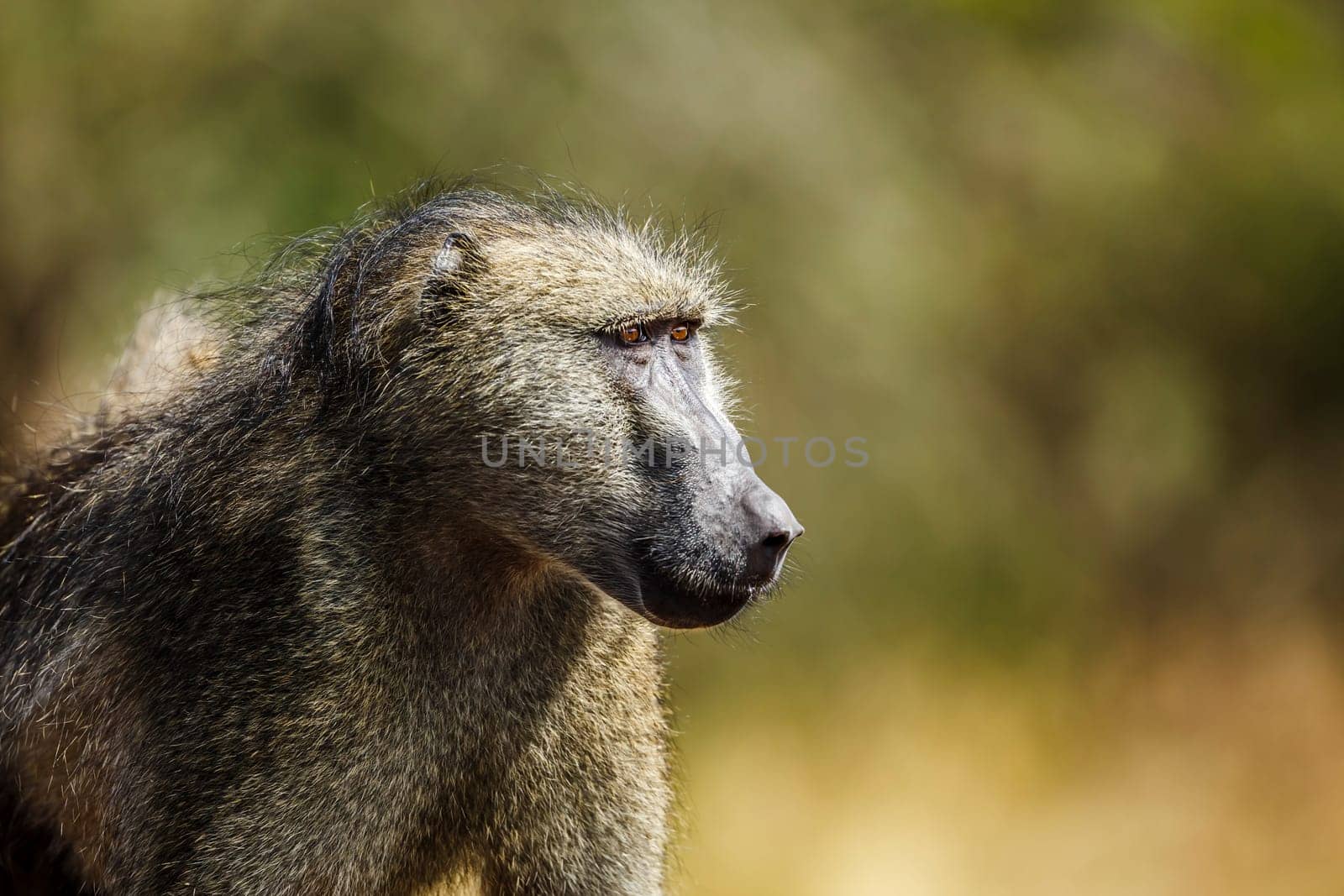 Chacma baboon portrait isolated in natural background in Kruger National park, South Africa ; Specie Papio ursinus family of Cercopithecidae