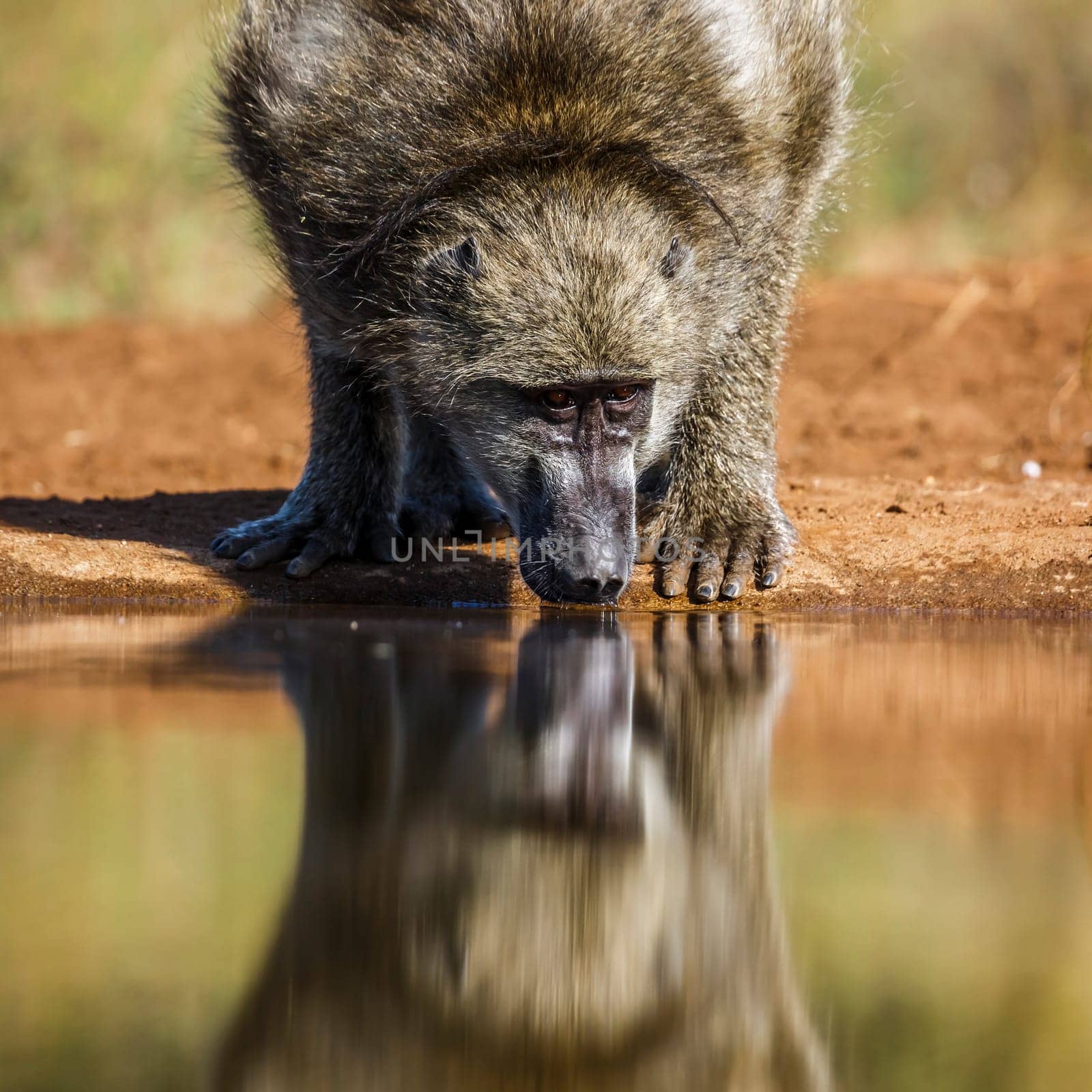 Chacma baboon portrait drinking in waterhole front view in Kruger National park, South Africa ; Specie Papio ursinus family of Cercopithecidae