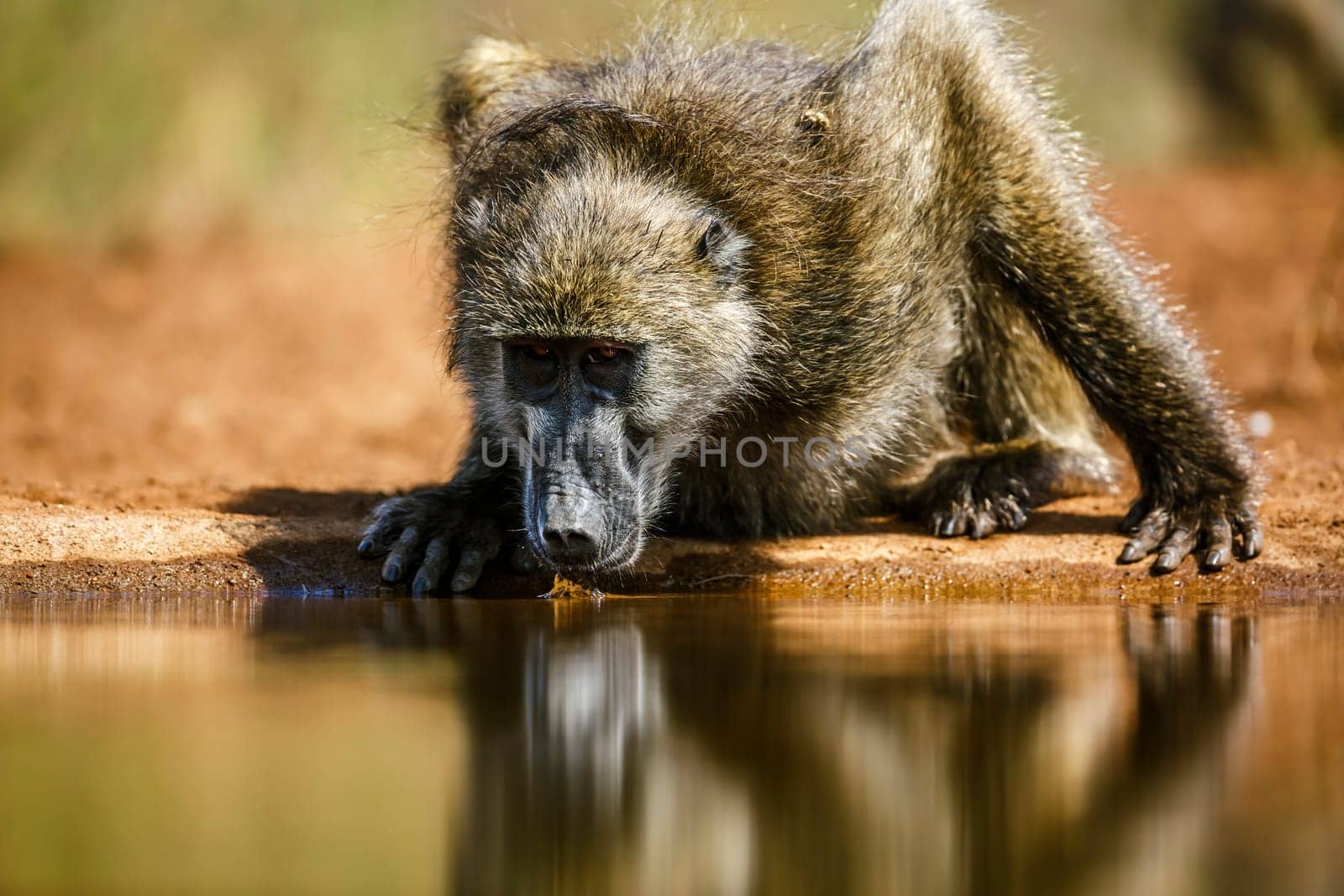 Chacma baboon portrait drinking in waterhole front view in Kruger National park, South Africa ; Specie Papio ursinus family of Cercopithecidae