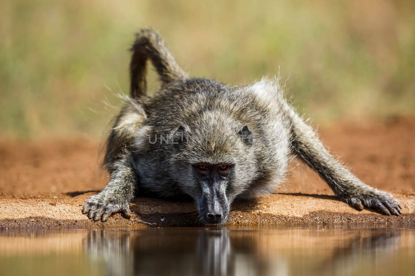 Chacma baboon drining front view in waterhole in Kruger National park, South Africa ; Specie Papio ursinus family of Cercopithecidae