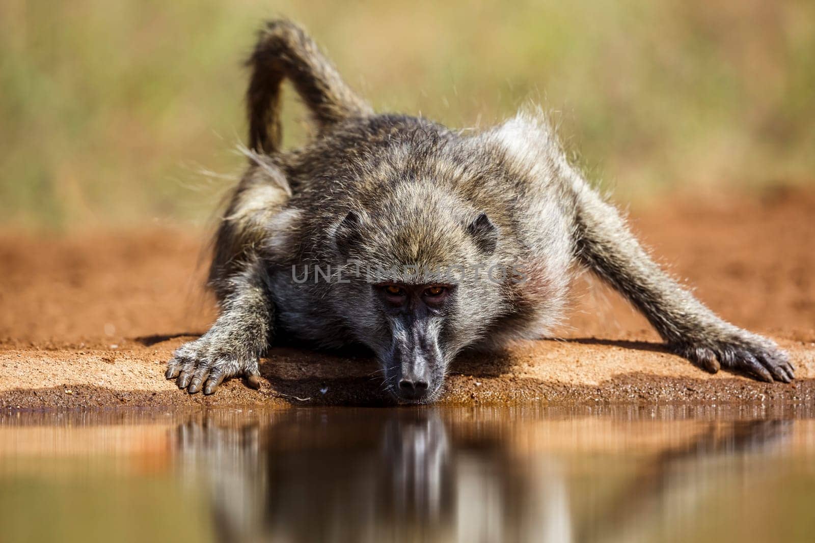 Chacma baboon drining front view in waterhole in Kruger National park, South Africa ; Specie Papio ursinus family of Cercopithecidae