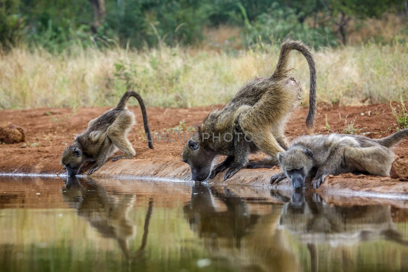 Chacma baboon in Kruger National park, South Africa by PACOCOMO