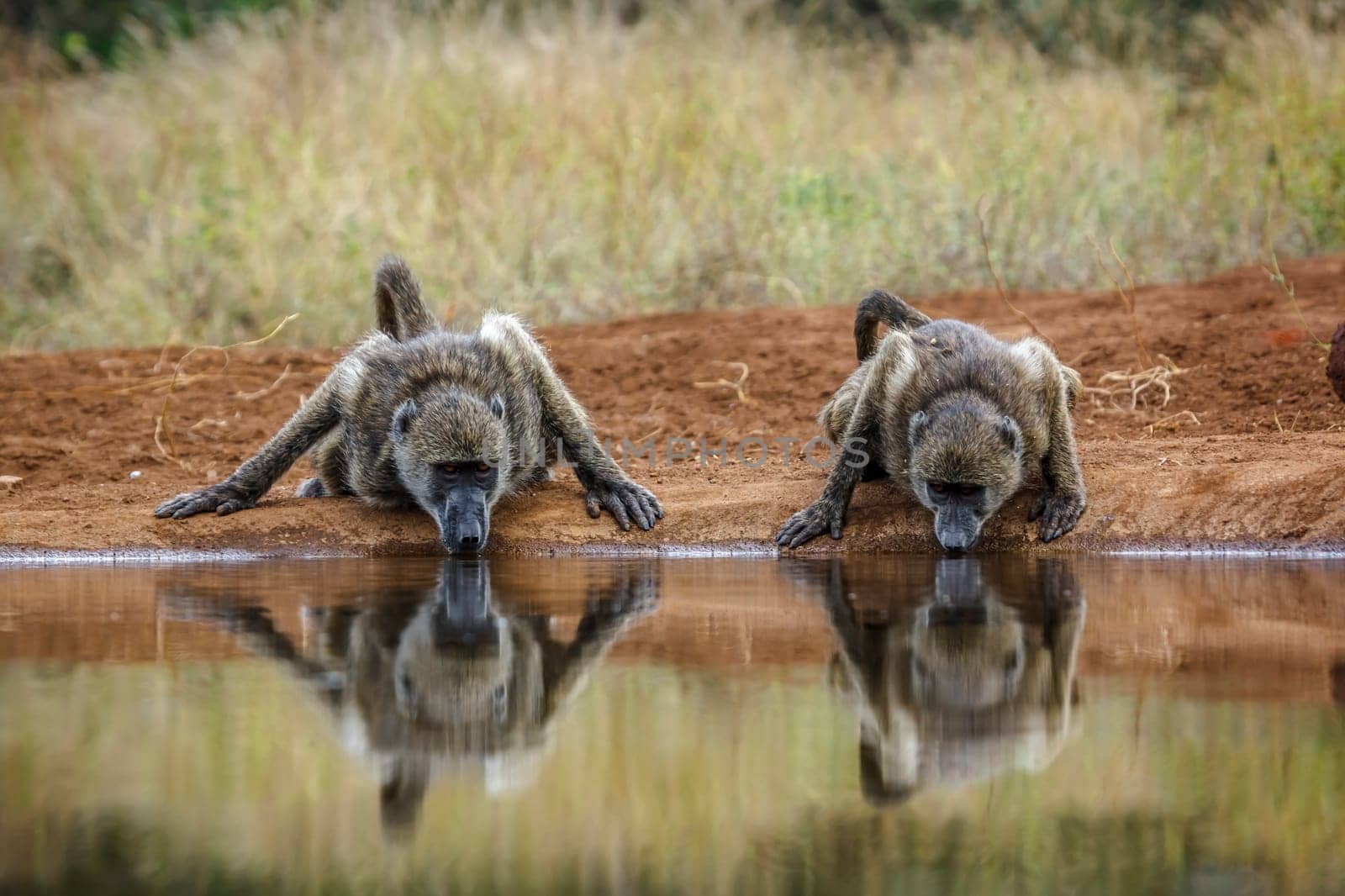 Chacma baboon in Kruger National park, South Africa by PACOCOMO