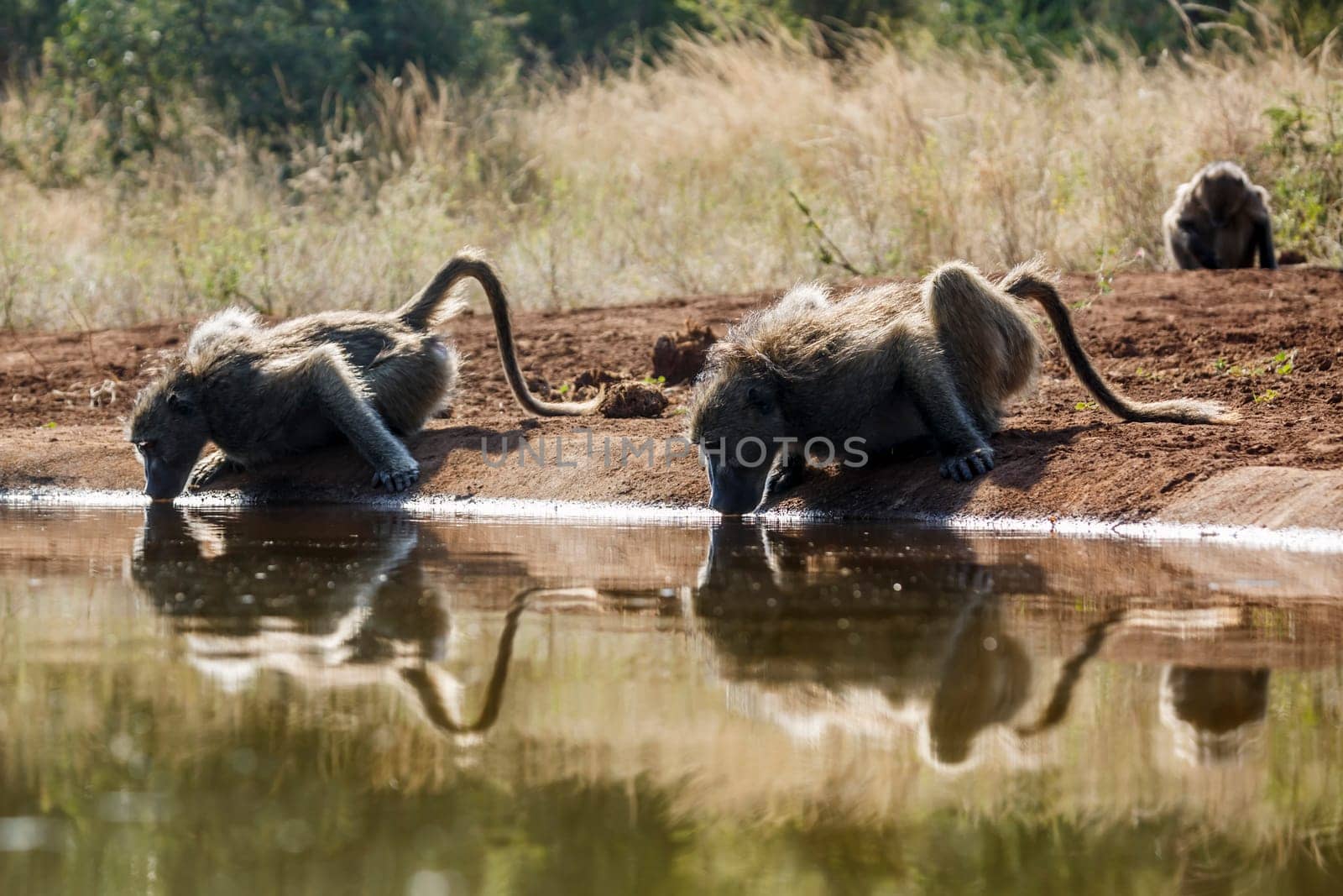 Two Chacma baboon drinking backlit in waterhole in Kruger National park, South Africa ; Specie Papio ursinus family of Cercopithecidae