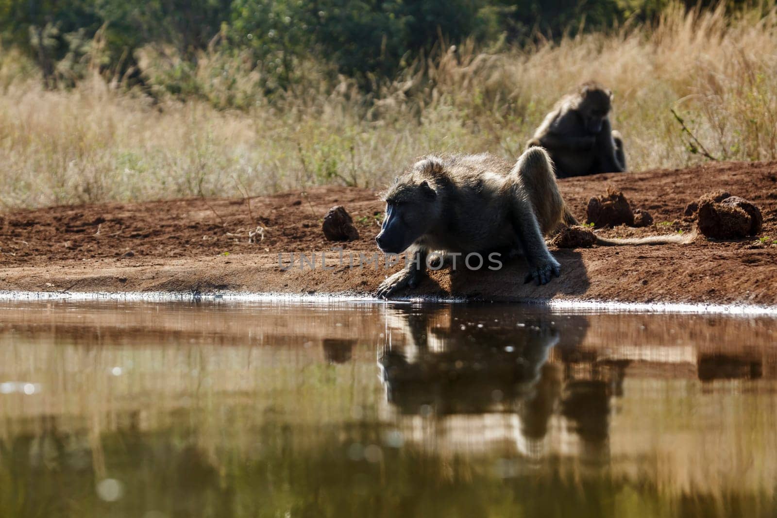 Chacma baboon drinking backlit front view in Kruger National park, South Africa ; Specie Papio ursinus family of Cercopithecidae