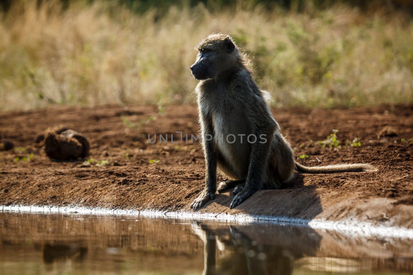 Chacma baboon seated along waterhole in backlit in Kruger National park, South Africa ; Specie Papio ursinus family of Cercopithecidae