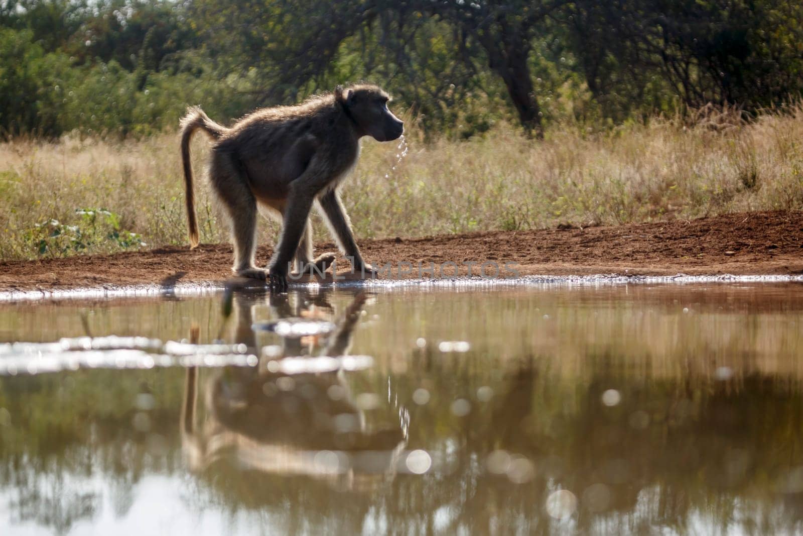 Chacma baboon drinking backlit at waterhole in Kruger National park, South Africa ; Specie Papio ursinus family of 