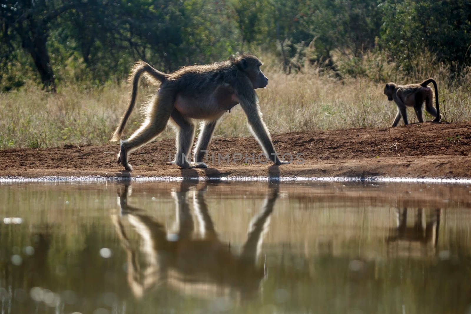 Chacma baboon walking backlit along waterhole in Kruger National park, South Africa ; Specie Papio ursinus family of 