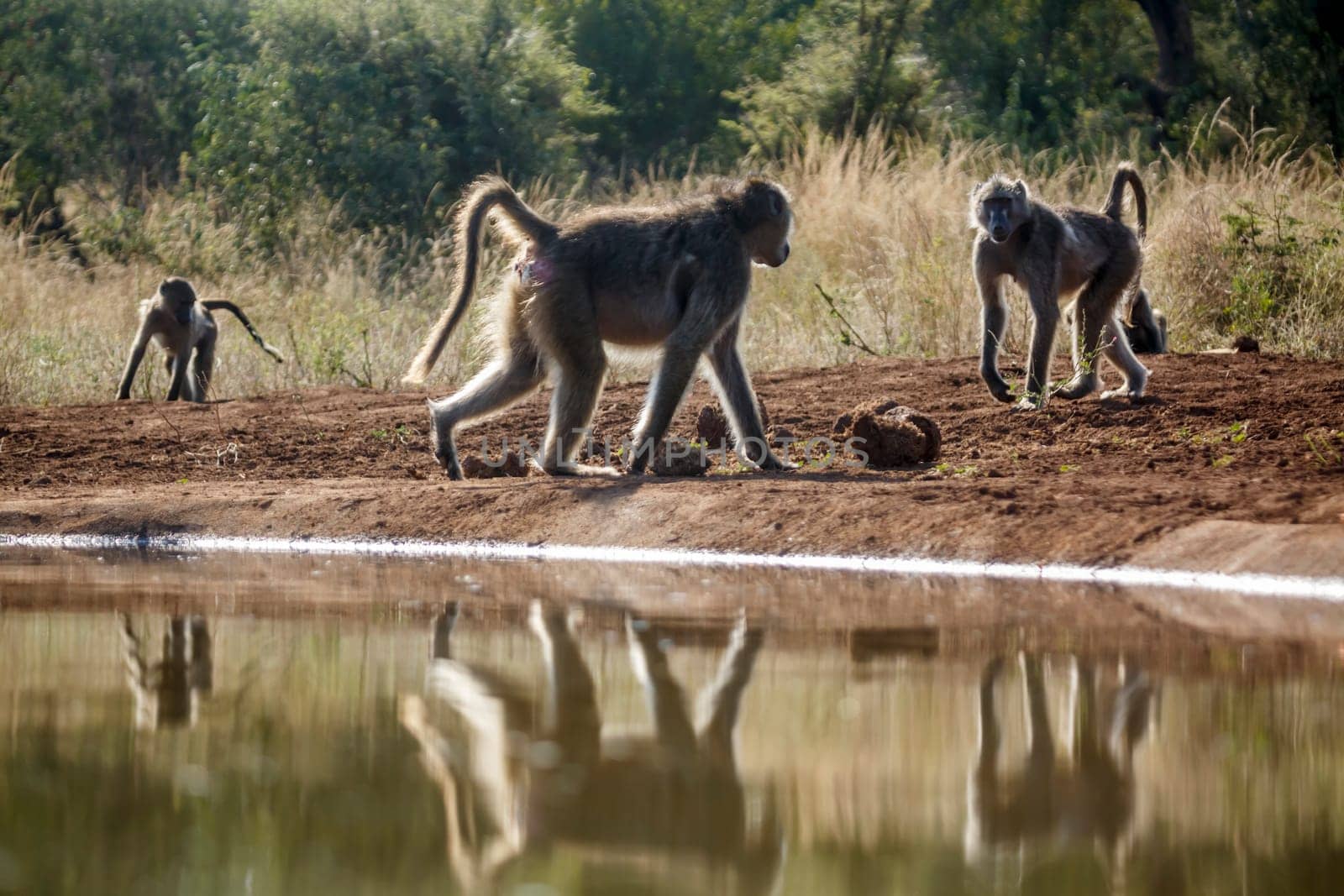 Three Chacma baboon along waterhole in Kruger National park, South Africa ; Specie Papio ursinus family of Cercopithecidae