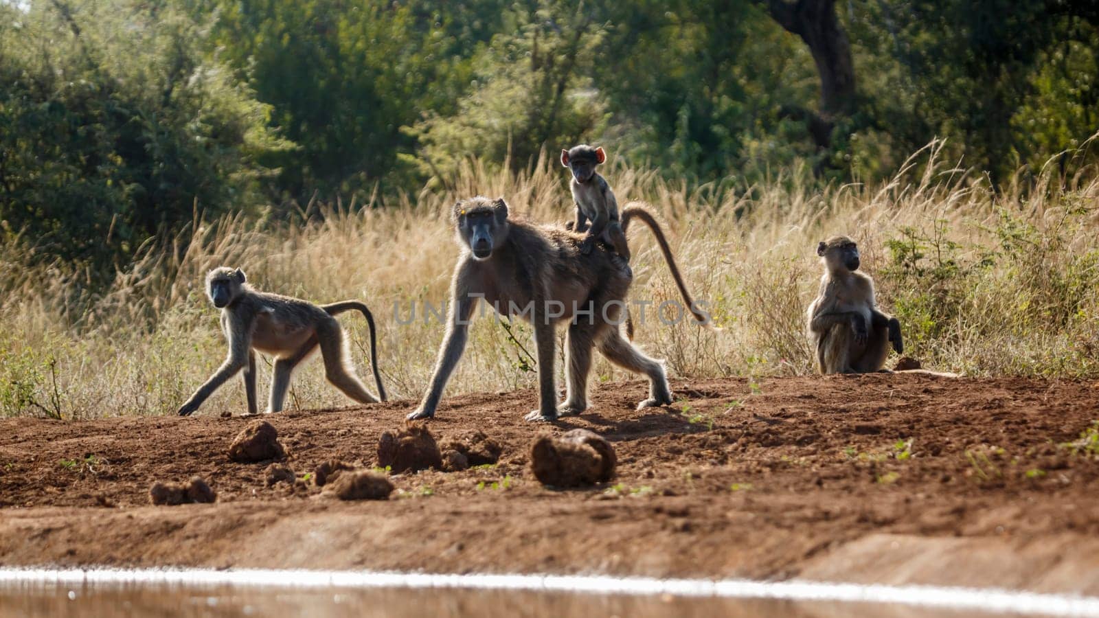 Chacma baboon female carrying baby on his back in Kruger National park, South Africa ; Specie Papio ursinus family of Cercopithecidae