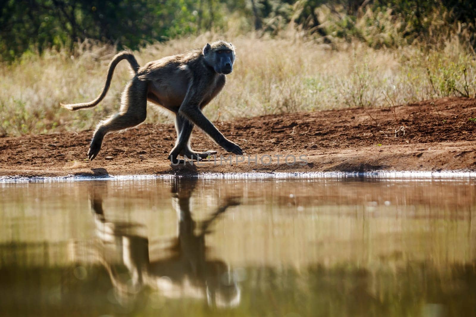 Chacma baboon running along waterhole in Kruger National park, South Africa ; Specie Papio ursinus family of Cercopithecidae