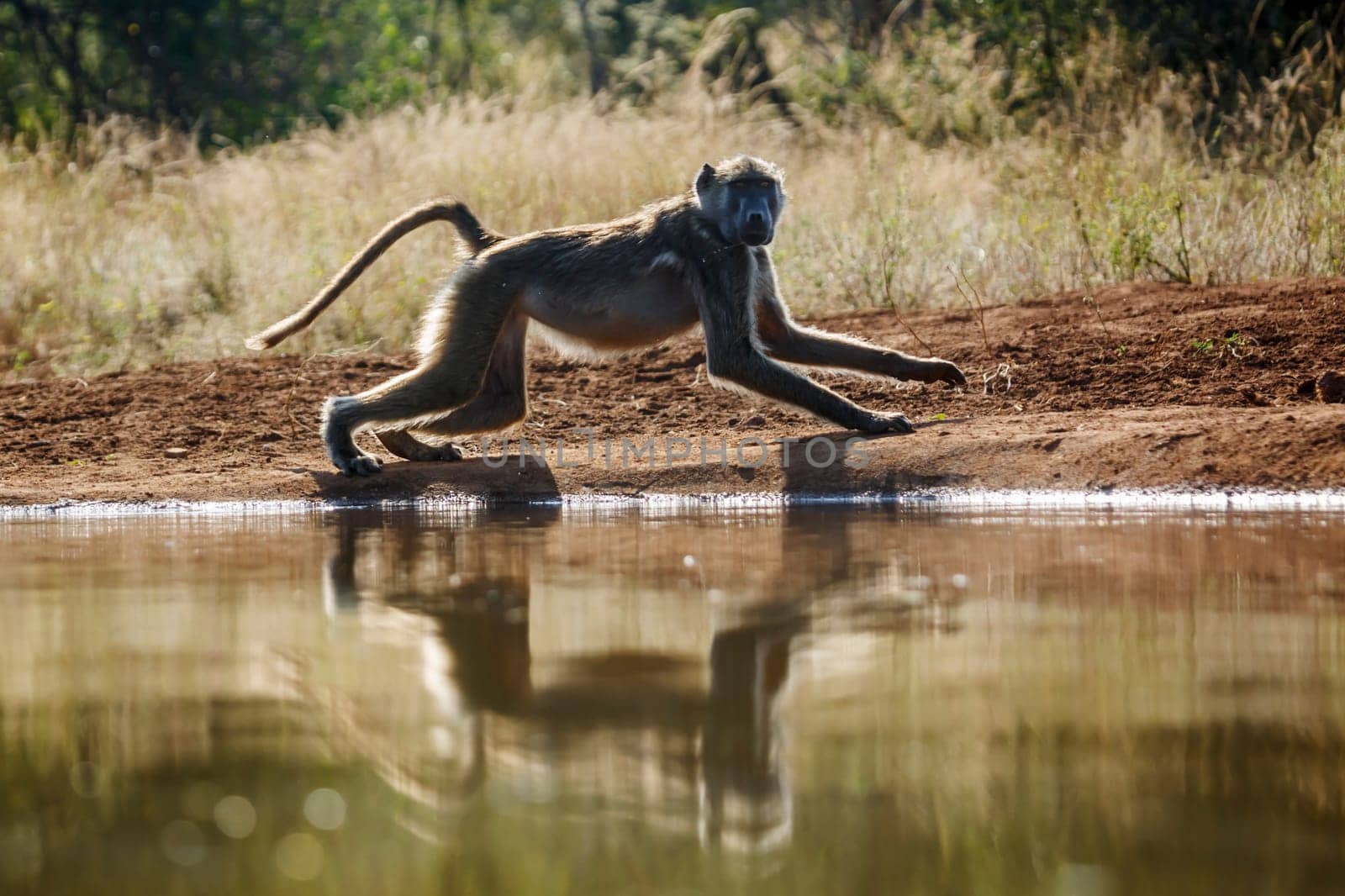 Chacma baboon in Kruger National park, South Africa by PACOCOMO