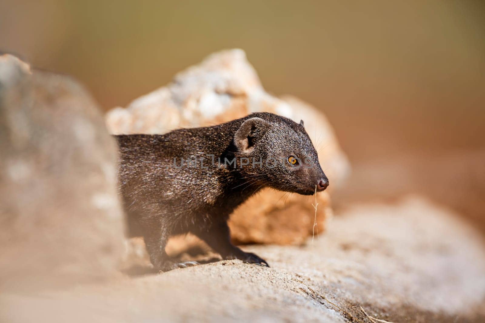 Common dwarf mongoose portrait hiding in rocks in Kruger National park, South Africa ; Specie Helogale parvula family of Herpestidae