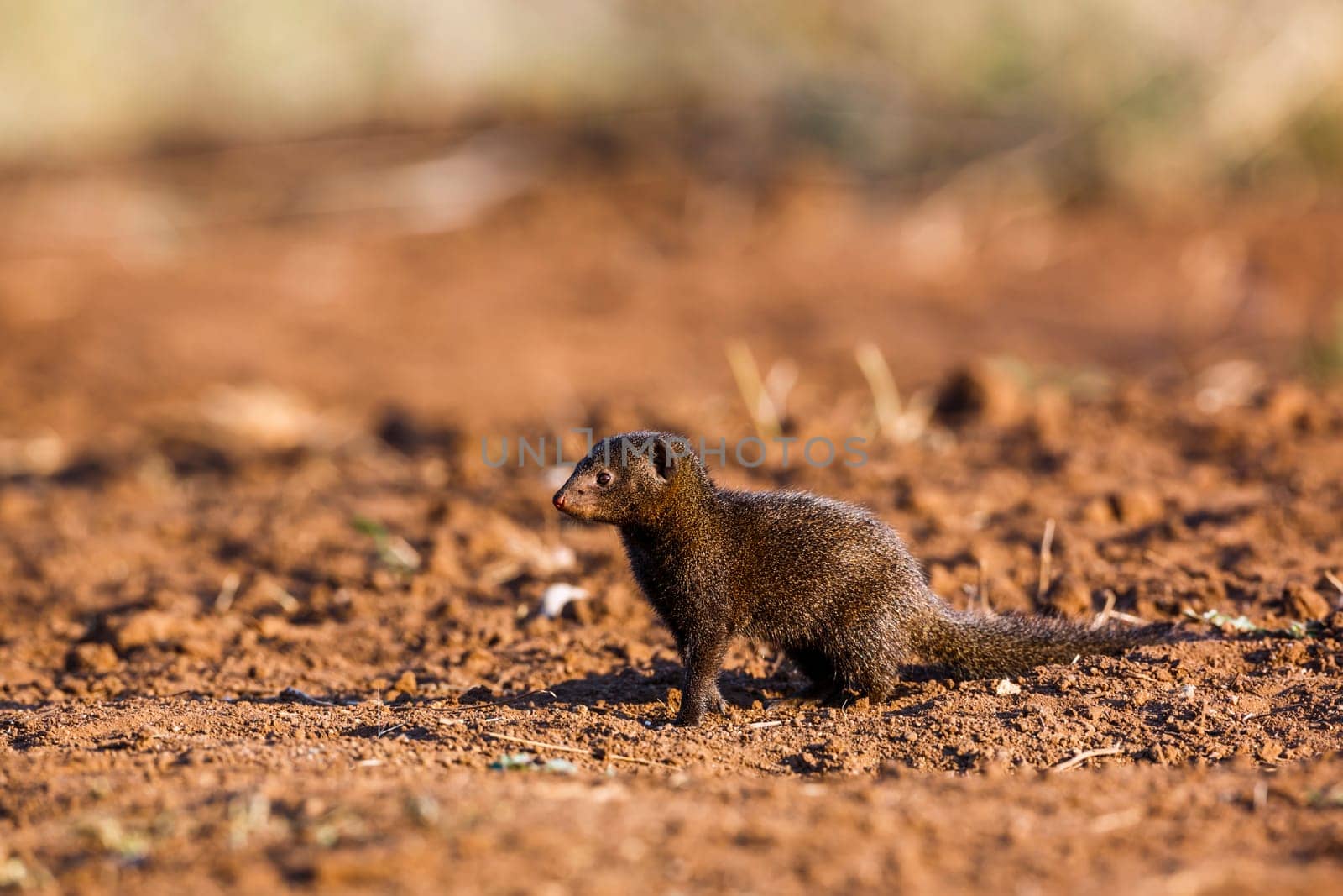 Dwarf mongoose in Kruger national park, South Africa by PACOCOMO