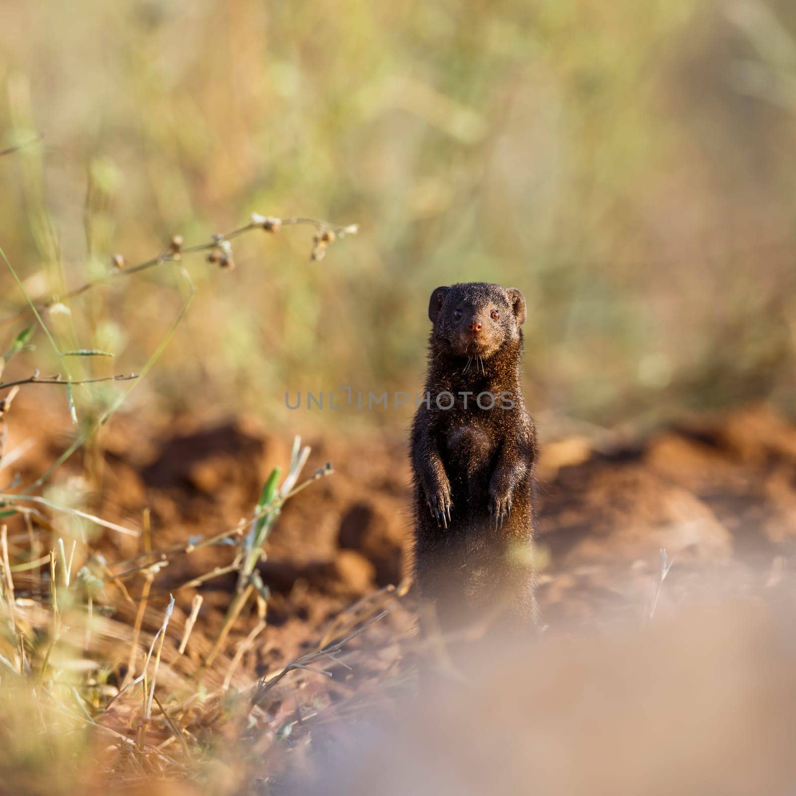 Common dwarf mongoose standing up with blur foreground in Kruger National park, South Africa ; Specie Helogale parvula family of Herpestidae