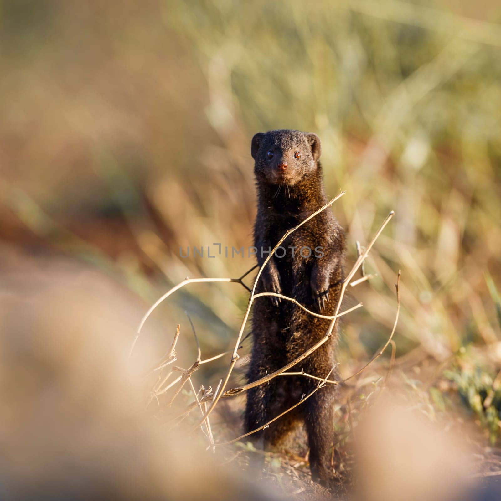 Dwarf mongoose in Kruger national park, South Africa by PACOCOMO