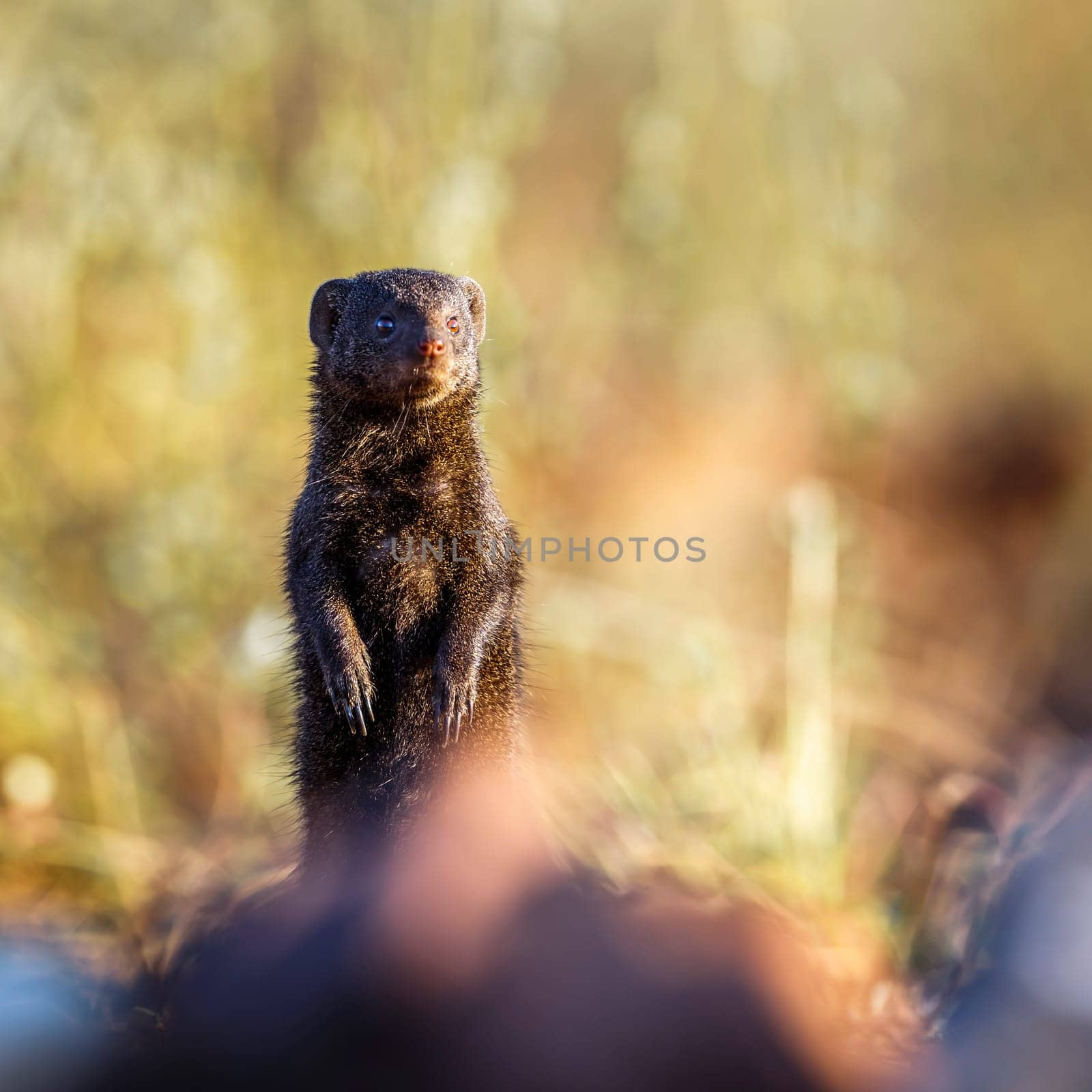 Common dwarf mongoose standing up with blur foreground in Kruger National park, South Africa ; Specie Helogale parvula family of Herpestidae