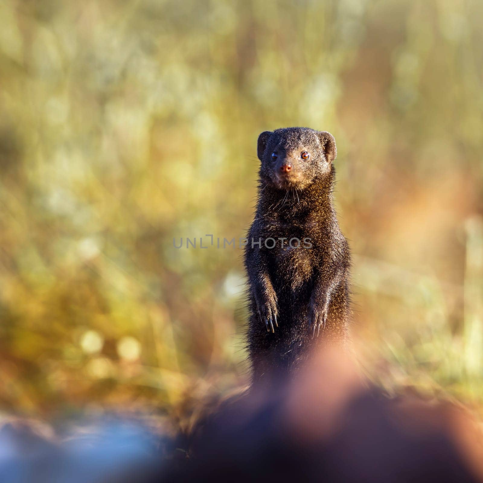 Dwarf mongoose in Kruger national park, South Africa by PACOCOMO