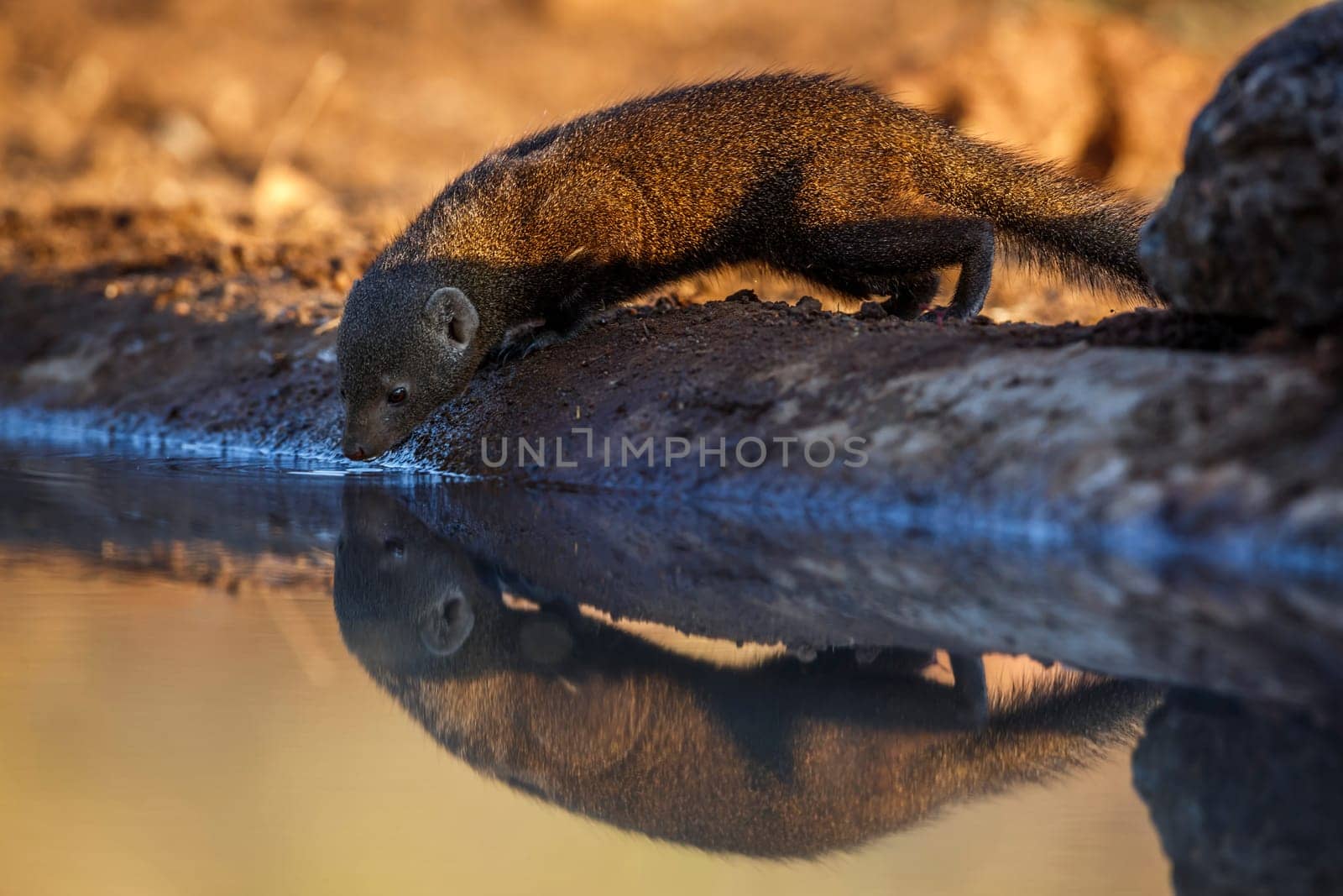 Common dwarf mongoose drinking in waterhole with reflection in Kruger National park, South Africa ; Specie Helogale parvula family of Herpestidae