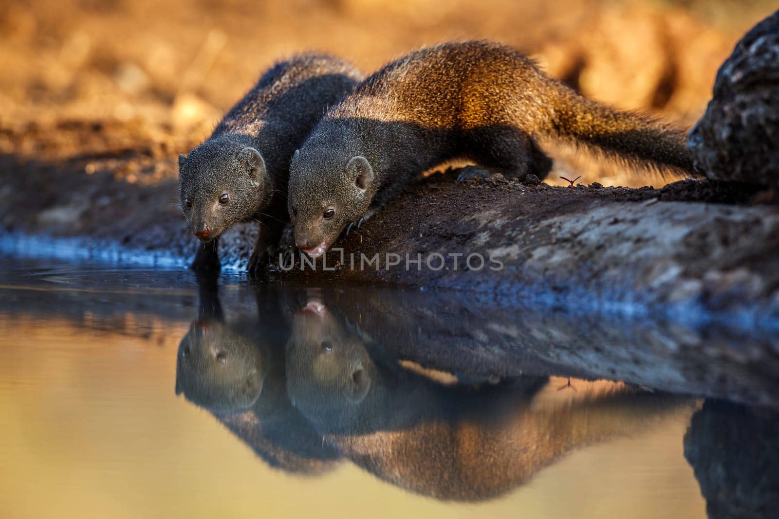 Two Common dwarf mongoose drinking in waterhole with reflection in Kruger National park, South Africa ; Specie Helogale parvula family of Herpestidae