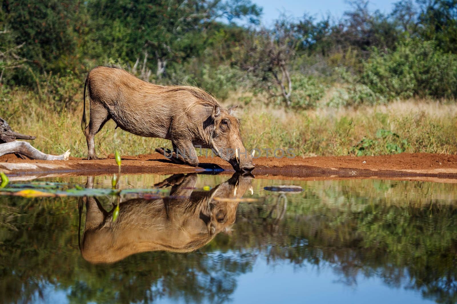 Common warthog drinking in waterhole with reflection in Kruger National park, South Africa ; Specie Phacochoerus africanus family of Suidae