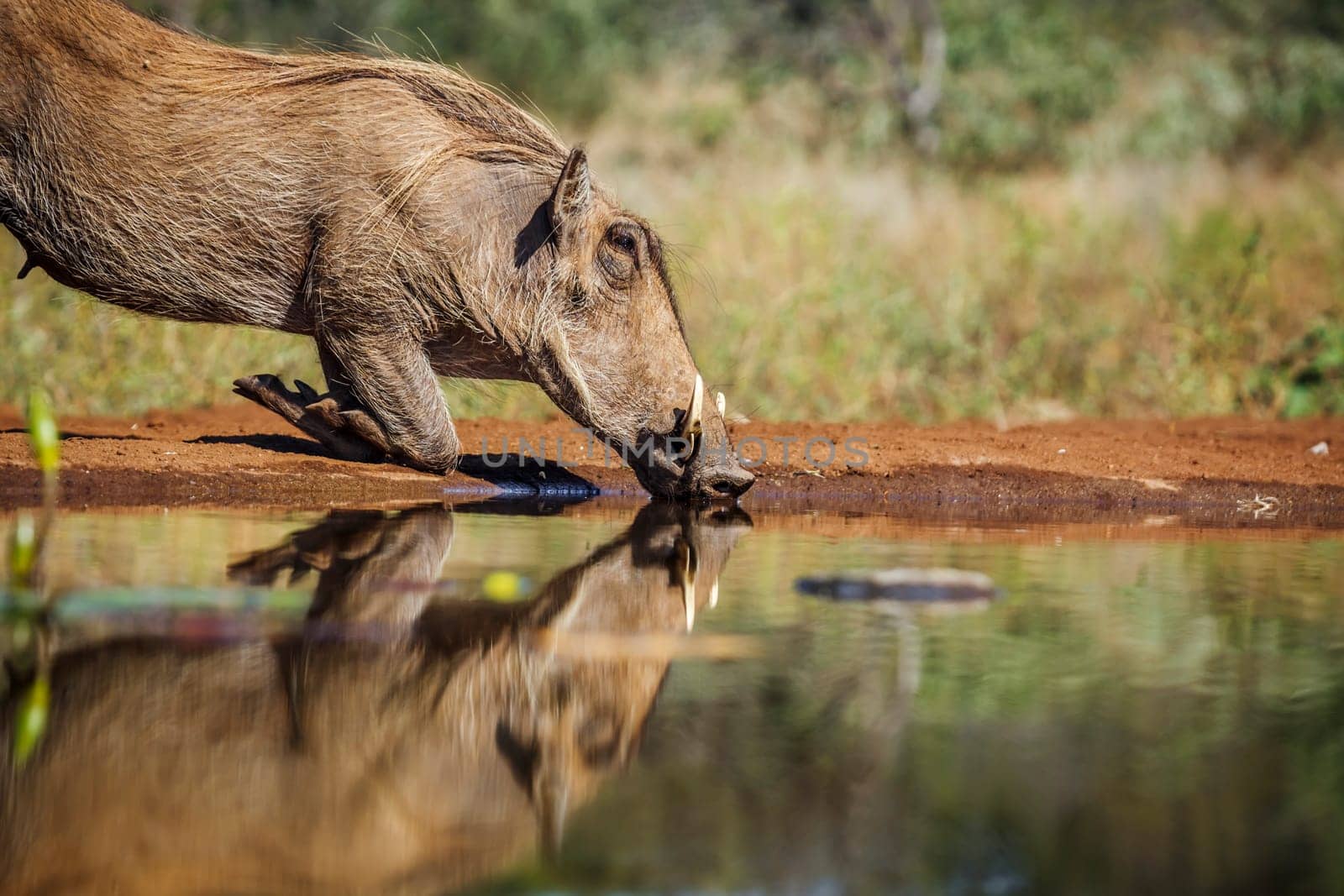 Common warthog portrait drinking in waterhole with reflection in Kruger National park, South Africa ; Specie Phacochoerus africanus family of Suidae