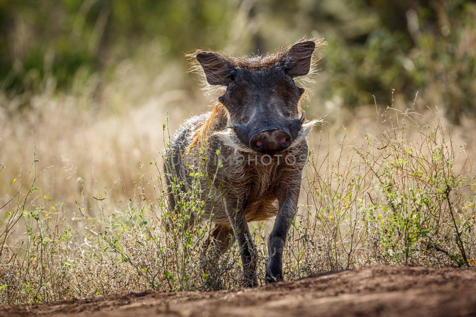 Common warthog front view looking at camera in Kruger National park, South Africa ; Specie Phacochoerus africanus family of Suidae