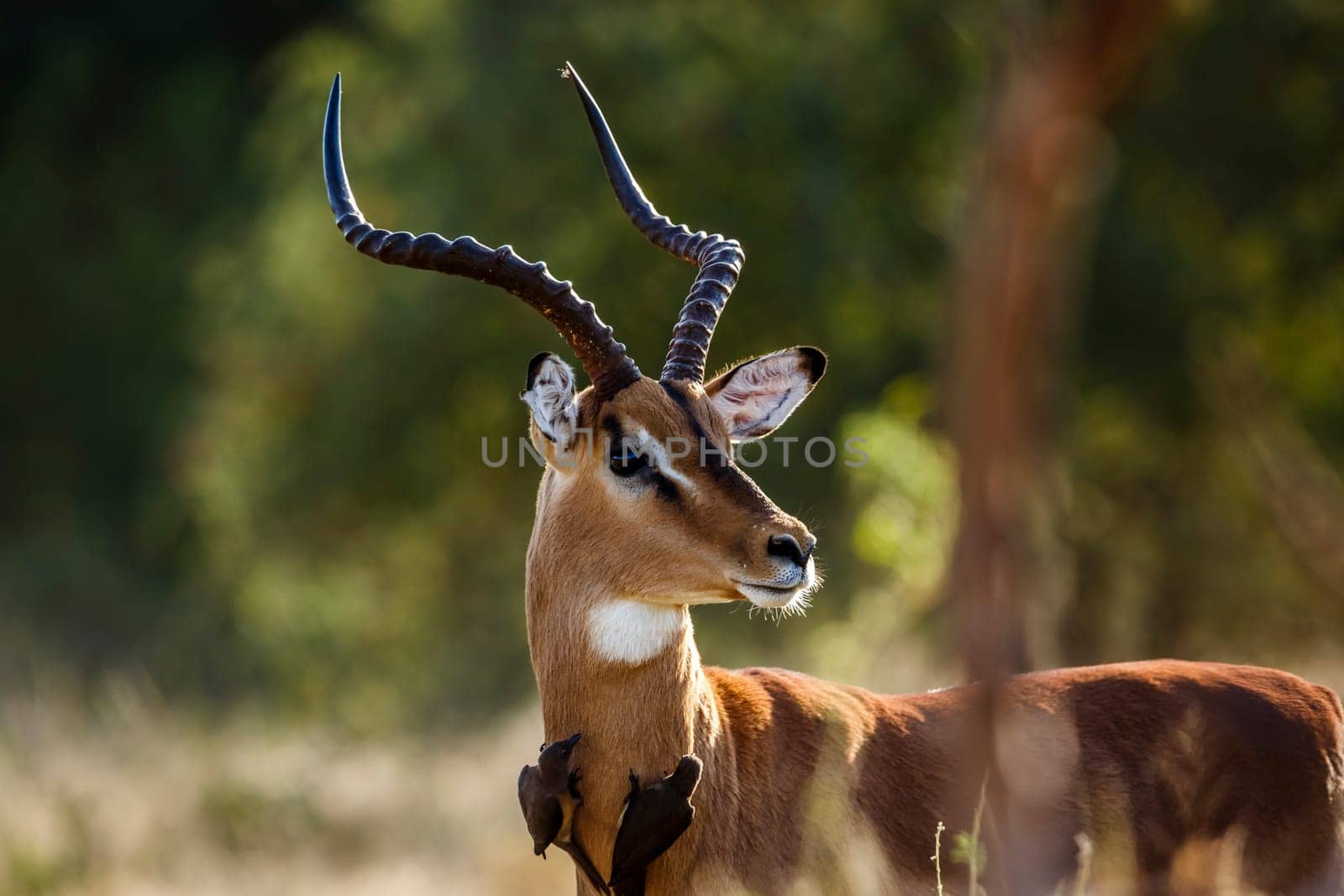 Common Impala male portrait with oxpecker in Kruger National park, South Africa ; Specie Aepyceros melampus family of Bovidae