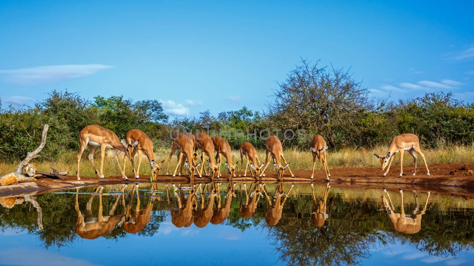 Common Impala group drinking in waterhole front view with reflection in Kruger National park, South Africa ; Specie Aepyceros melampus family of Bovidae