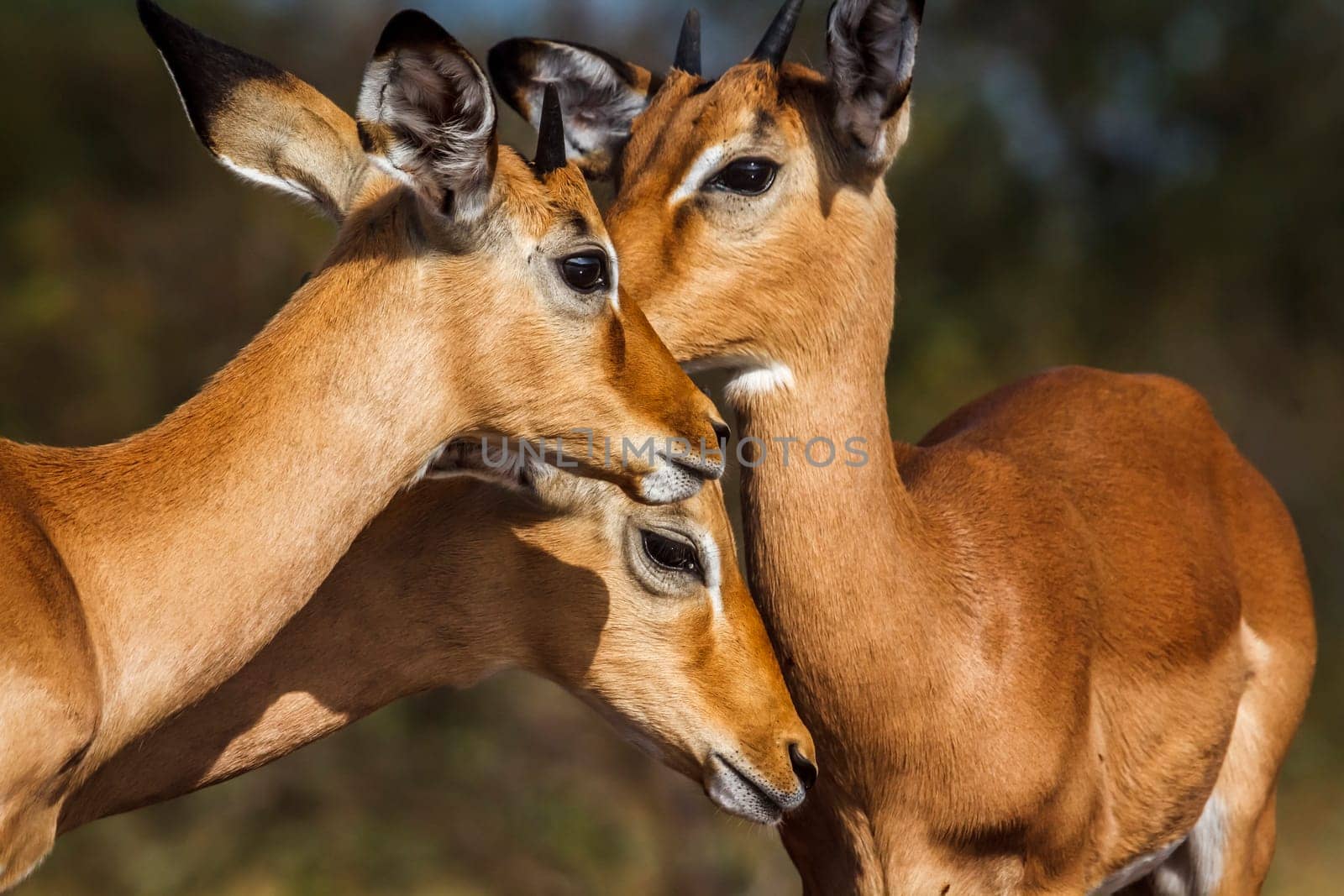 Three young Common Impala portrait bonding in Kruger National park, South Africa ; Specie Aepyceros melampus family of Bovidae