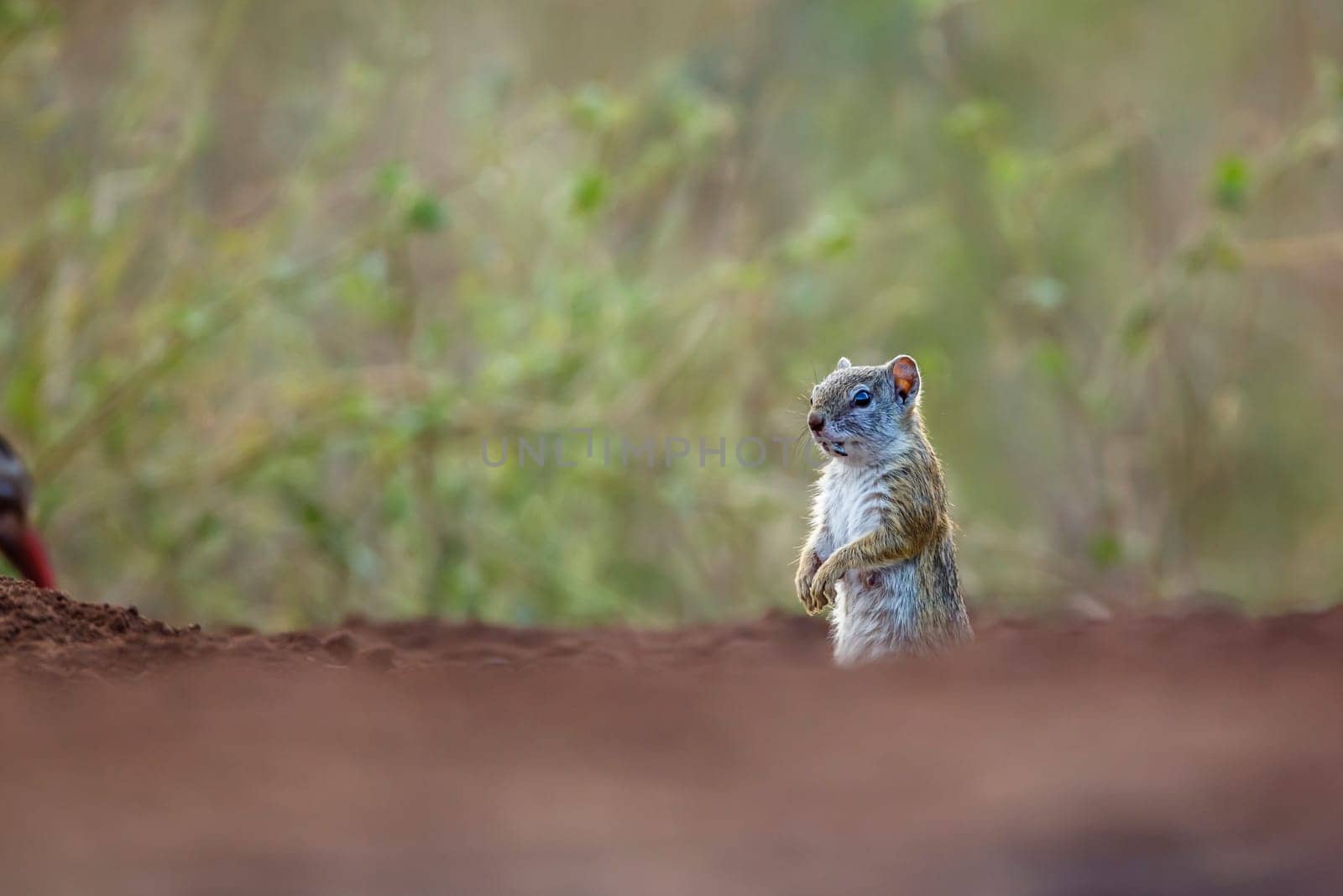 Smith bush squirrel standing up with blur foreground in Kruger National park, South Africa ; Specie Paraxerus cepapi family of Sciuridae