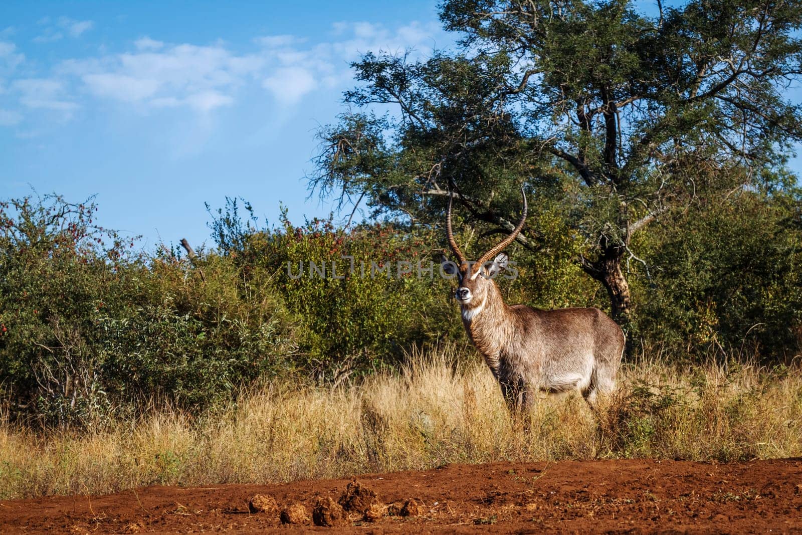 Common waterbuck in Kruger national park, South Africa by PACOCOMO