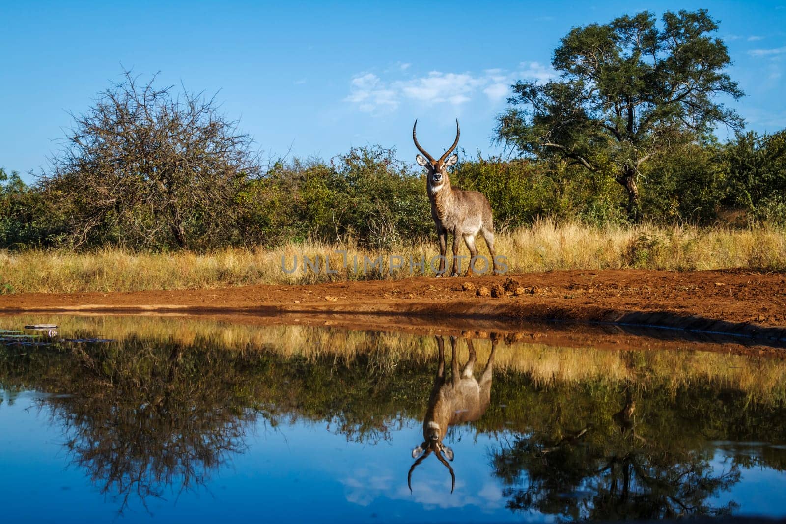 Common Waterbuck majestic horned male along waterhole with reflection in Kruger National park, South Africa ; Specie Kobus ellipsiprymnus family of Bovidae