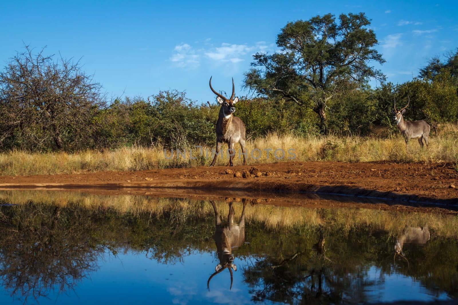 Common Waterbuck majestic horned male along waterhole with reflection in Kruger National park, South Africa ; Specie Kobus ellipsiprymnus family of Bovidae