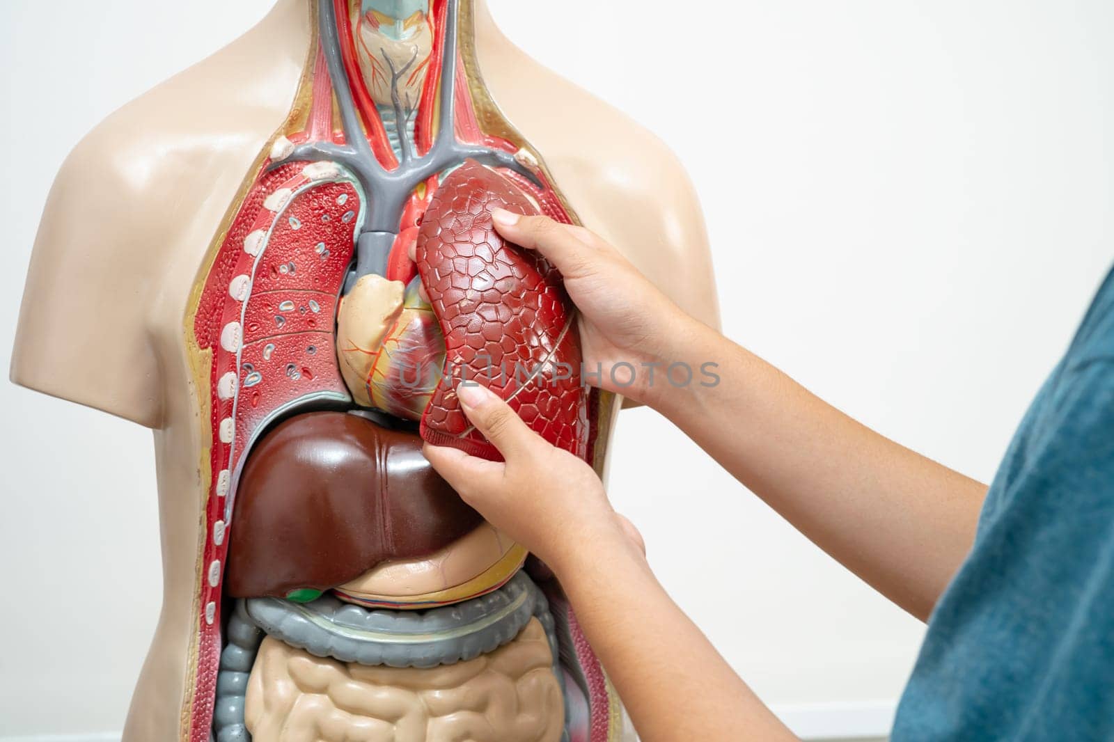 Student teenage learning anatomy biology with human body model in classroom at high school.