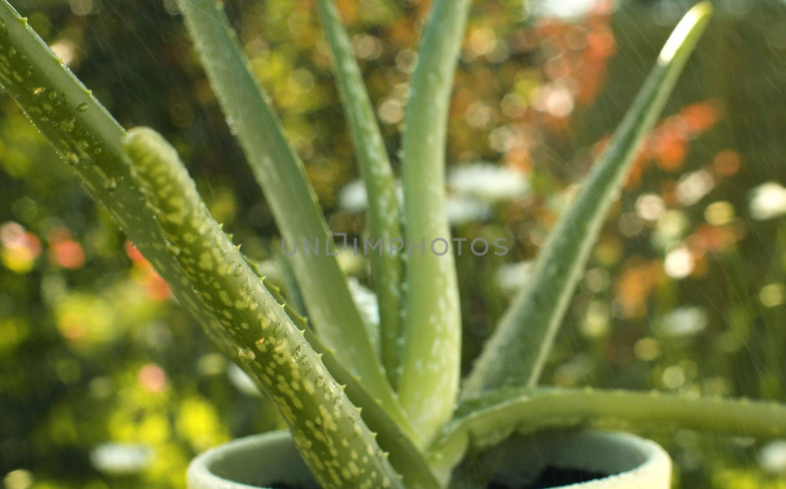 Aloe vera plant in a pot in the rain by Alize