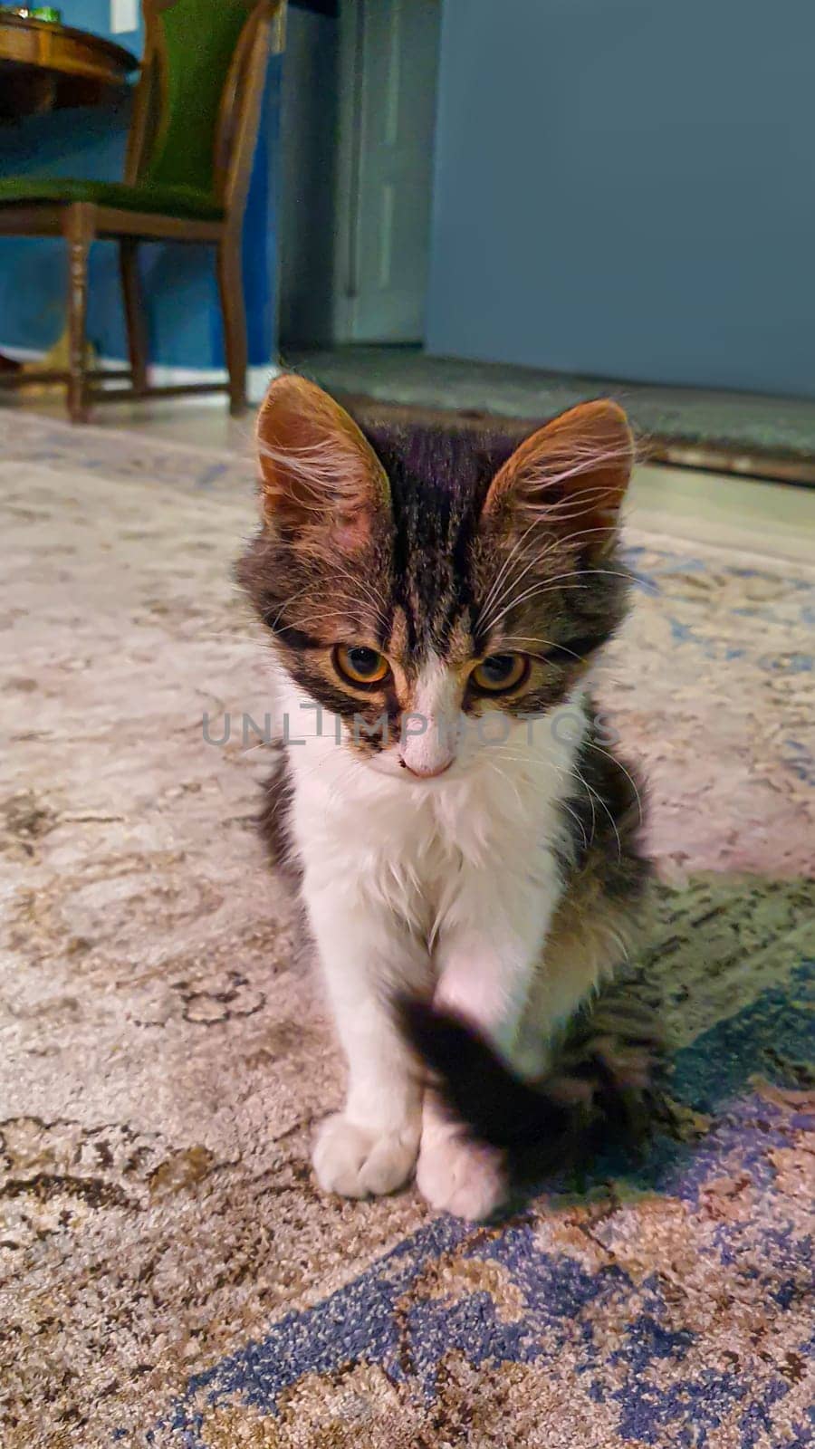 Gray fluffy domestic kitten with yellow-green eyes. Pets. Copy space