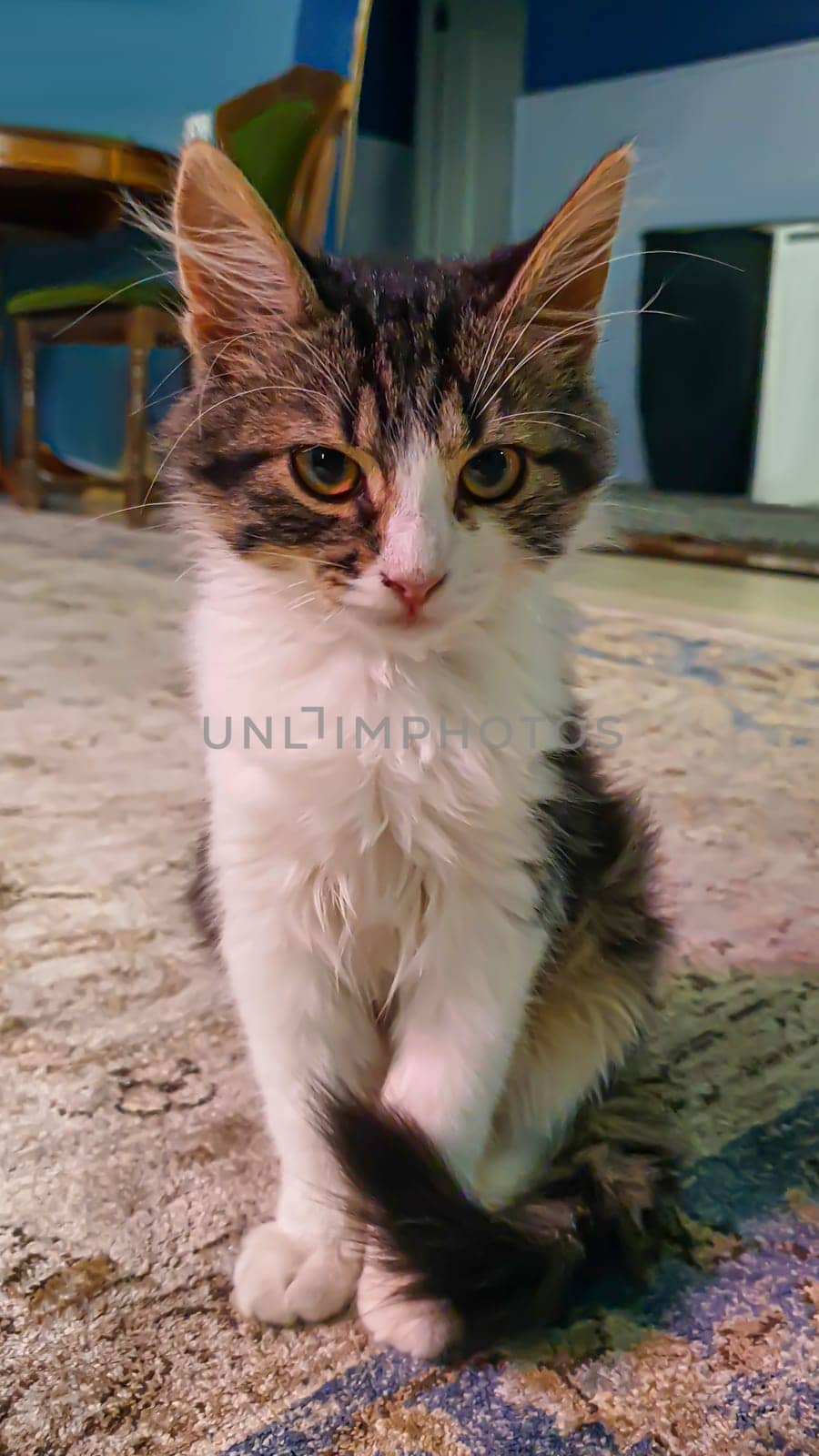 Gray fluffy domestic kitten with yellow-green eyes. Pets. Copy space