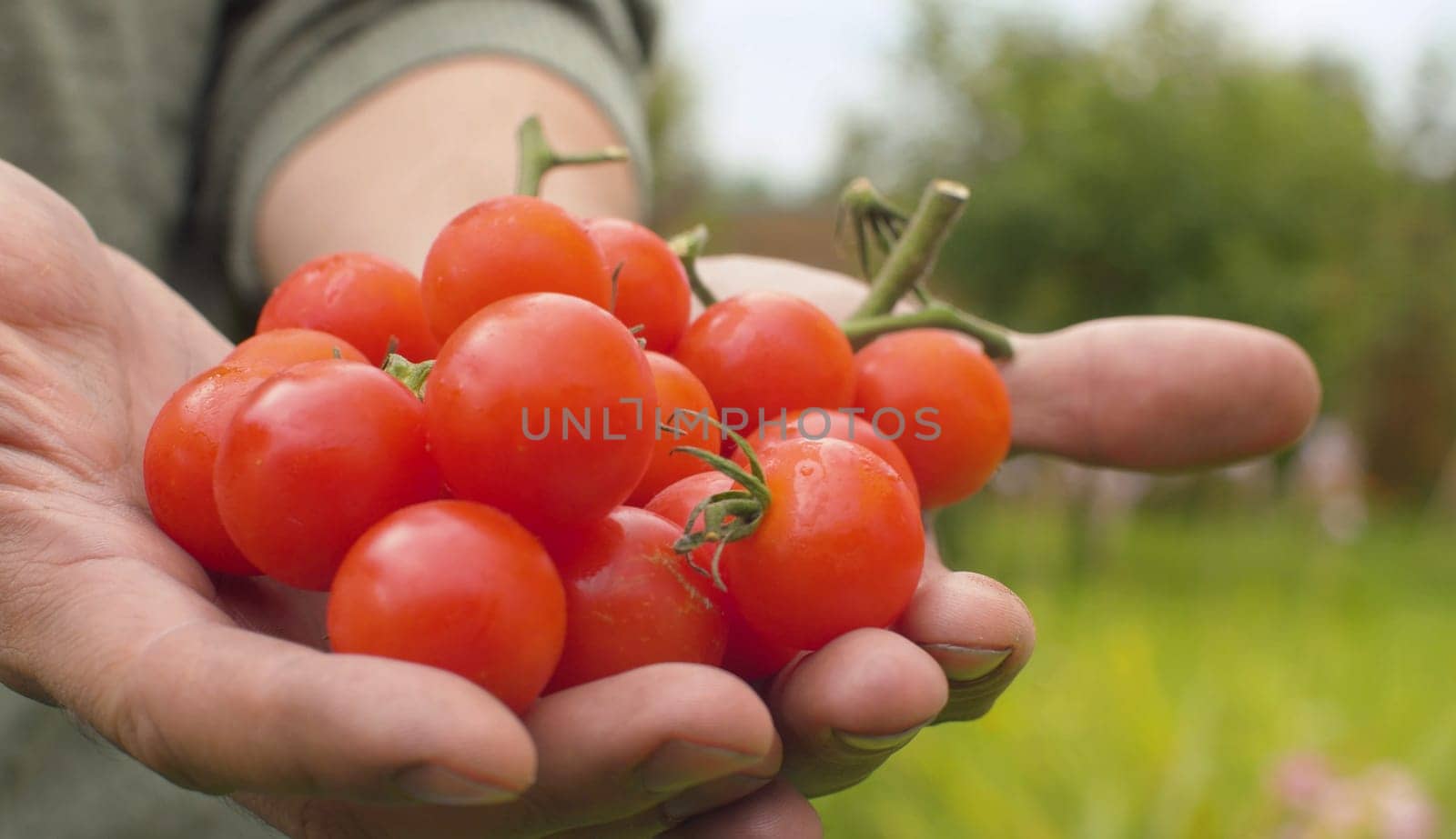 Close up male hands holding a ripe cherry tomatoes. Agriculture, gardening or ecology concept