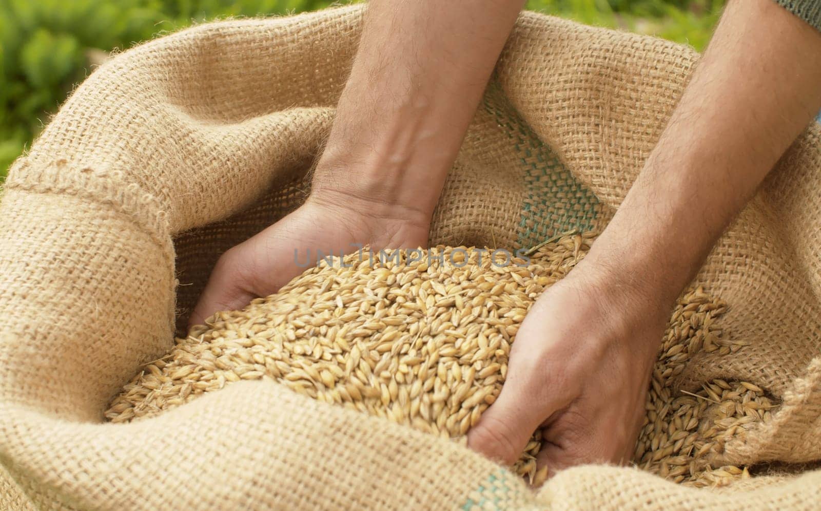 Male hands pouring rye grains. Burlap sack of grain outdoors on a farm. Harvesting, farming.