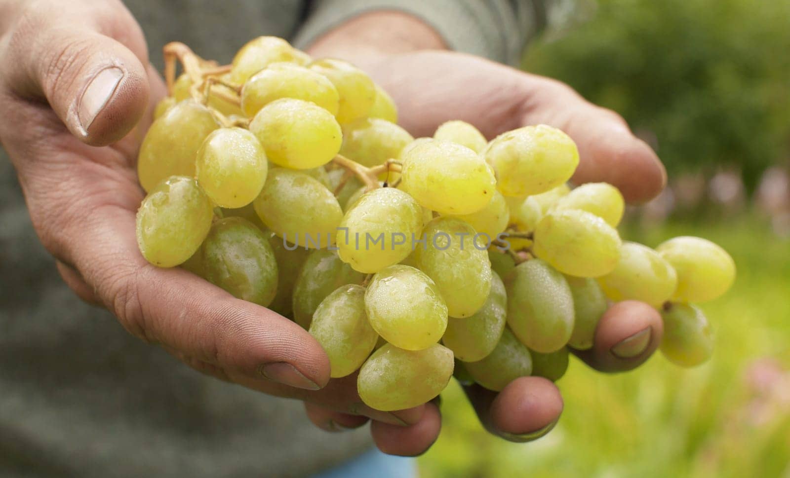 Close up ripe green grape in male hands. Agriculture, gardening or ecology. Healthy fresh food concept