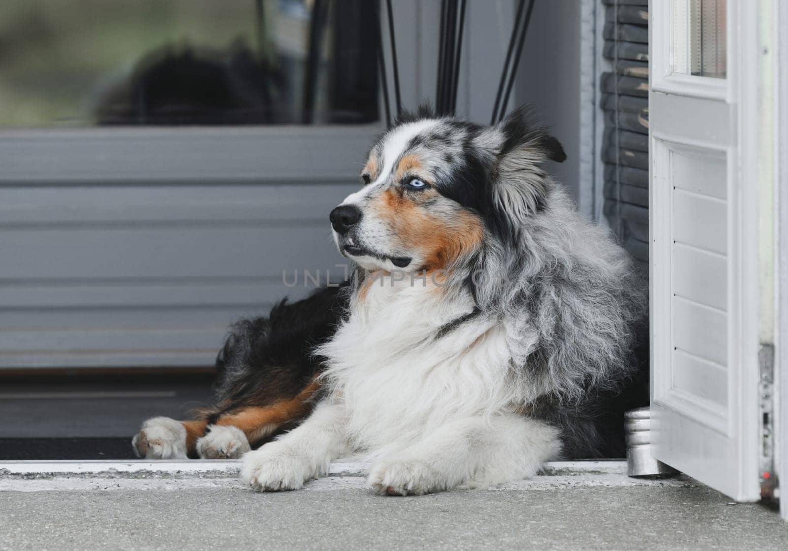 Australian shepherd dog rests near a house