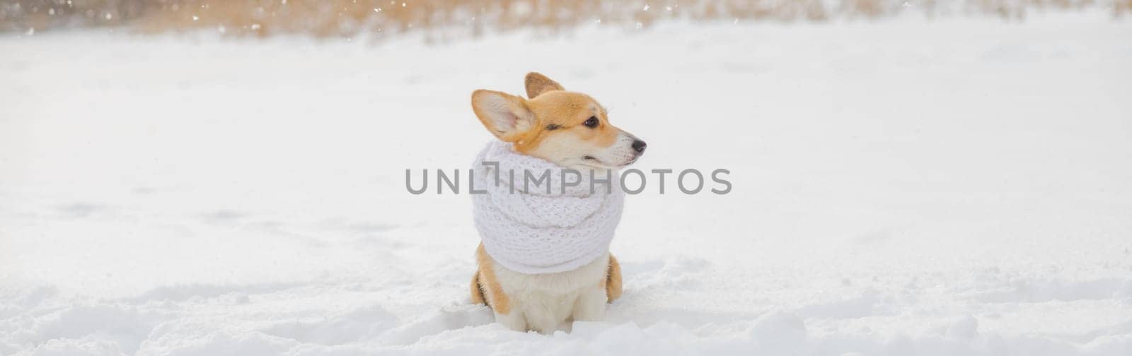 beautiful portrait funny a Corgi dog puppy sits in a winter Park in a knitted warm white scarf under the falling snow.Corgi puppy dressed up outdoors.copy space by YuliaYaspe1979