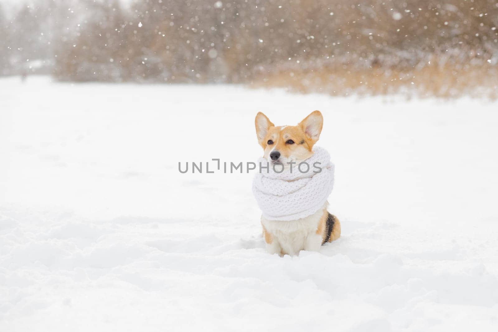 beautiful portrait funny a Corgi dog puppy sits in a winter Park in a knitted warm red hat under the falling snow