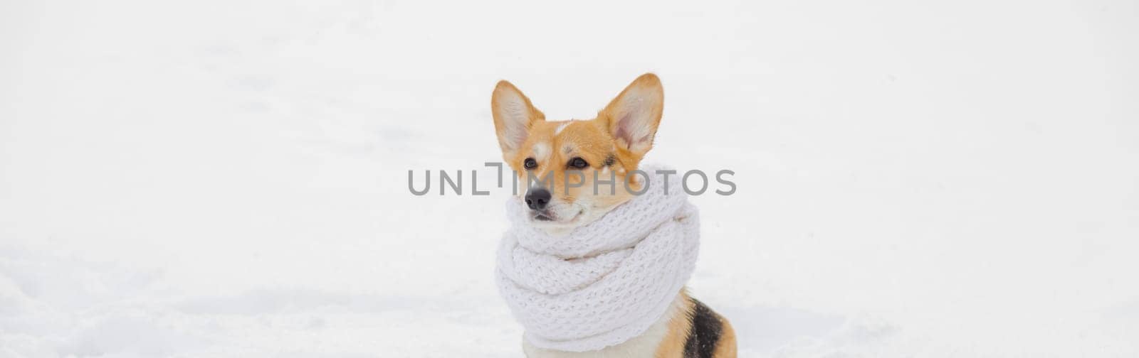 beautiful portrait funny a Corgi dog puppy sits in a winter Park in a knitted warm white scarf under the falling snow.Corgi puppy dressed up outdoors.copy space by YuliaYaspe1979