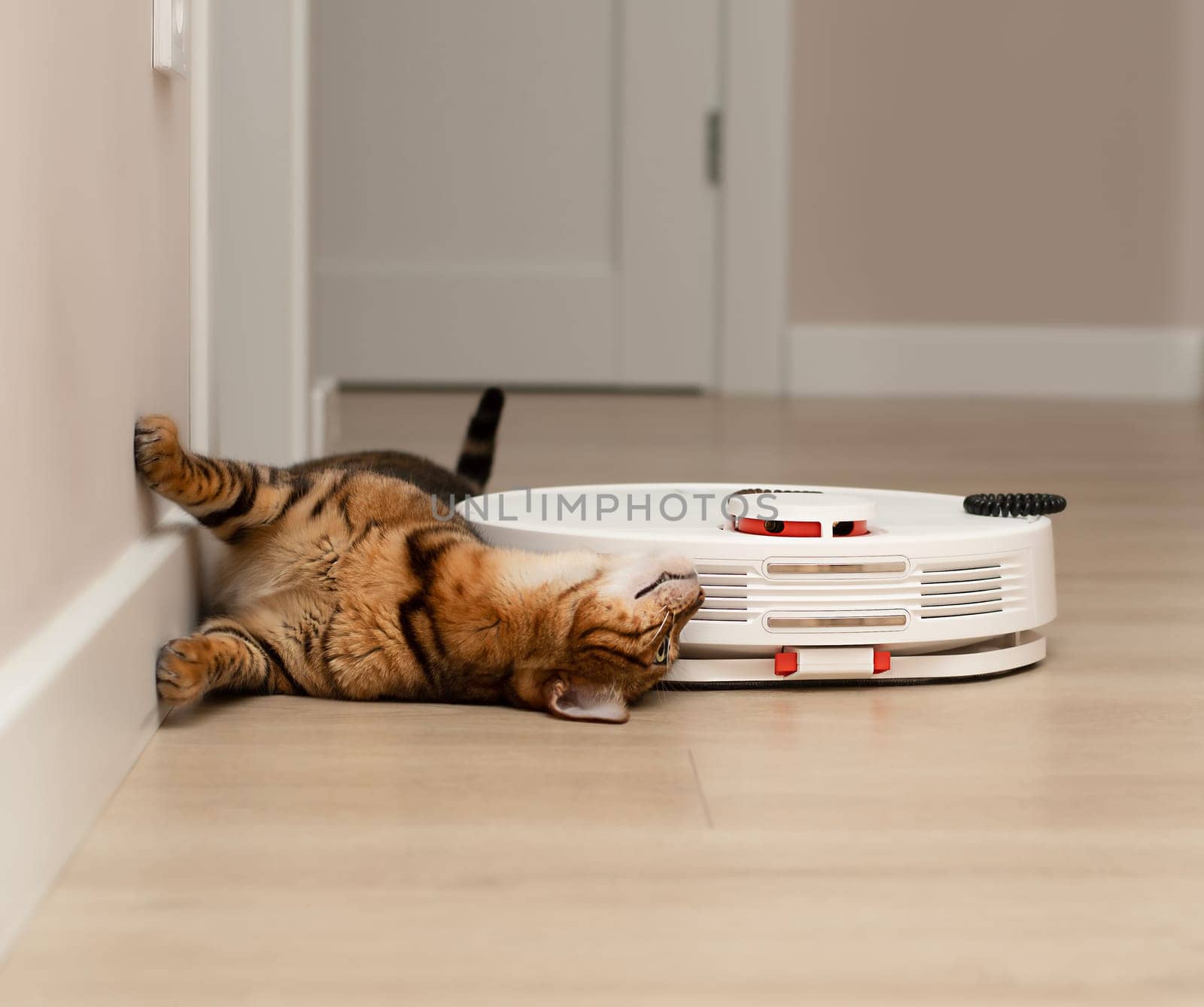 Pets concept. A beautiful, playful leopard cat, Bengal breed, lies funny and watches a white robot vacuum cleaner cleaning in a home interior. close-up, soft focus