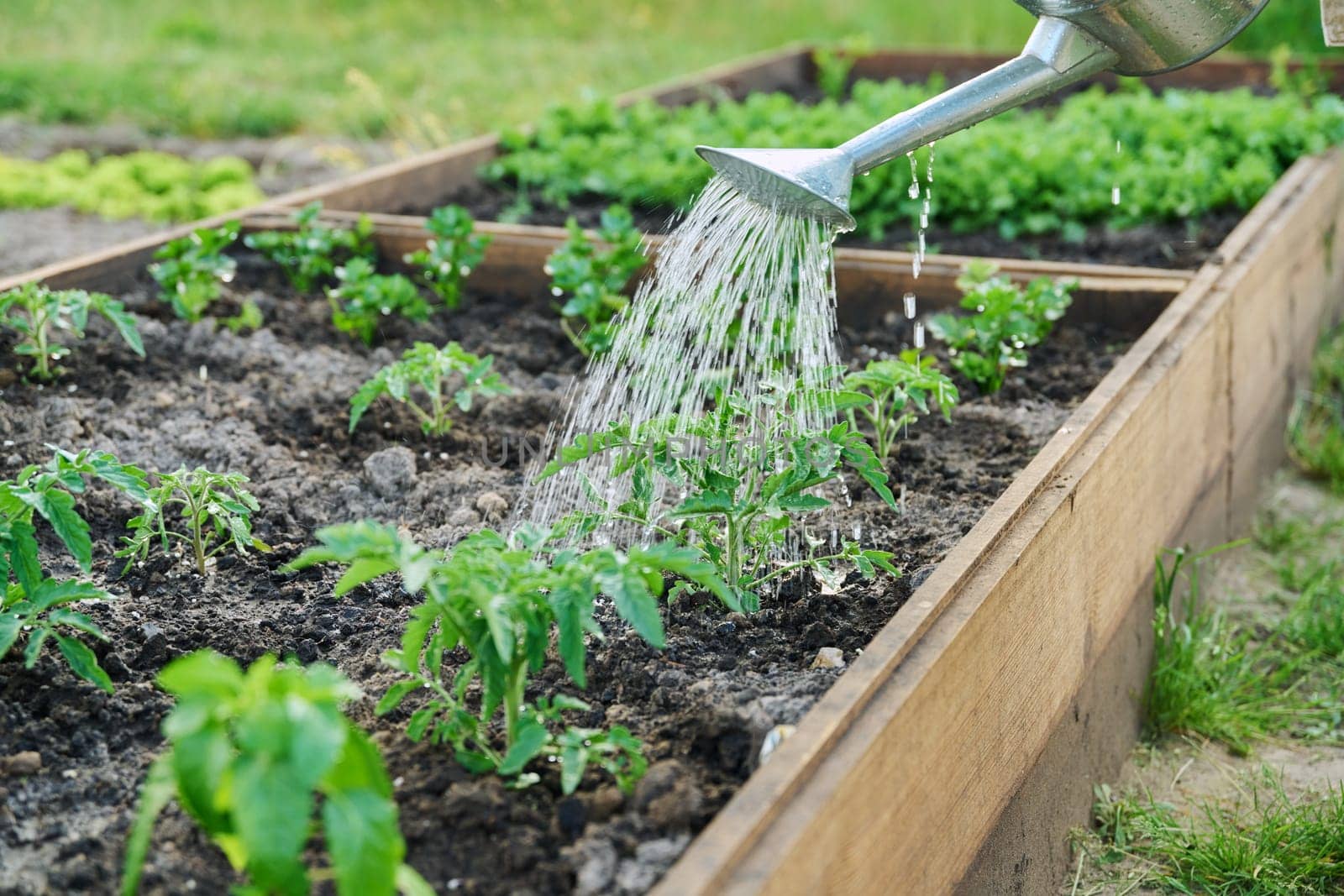 Close-up of watering can watering young tomato and vegetable plants in wooden bed. Agriculture, work in the spring summer vegetable garden