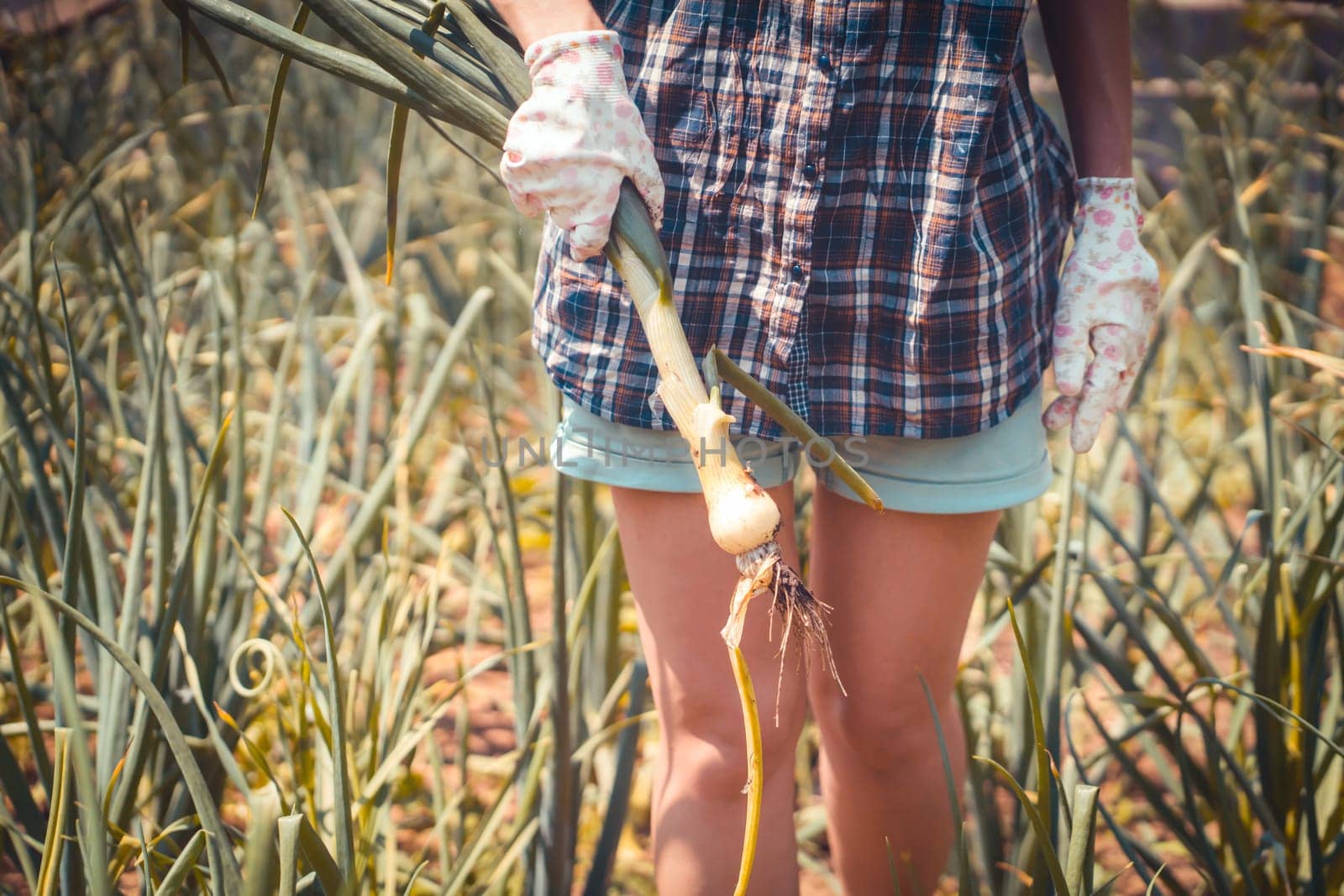 A woman grows plants, farm on a sunny day. A young girl is engaged in gardening work, pulls out onions from the garden.