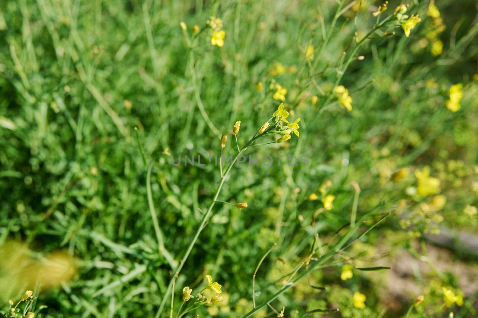 Close up of arugula plant with branches with flowers with seeds, summer nature background