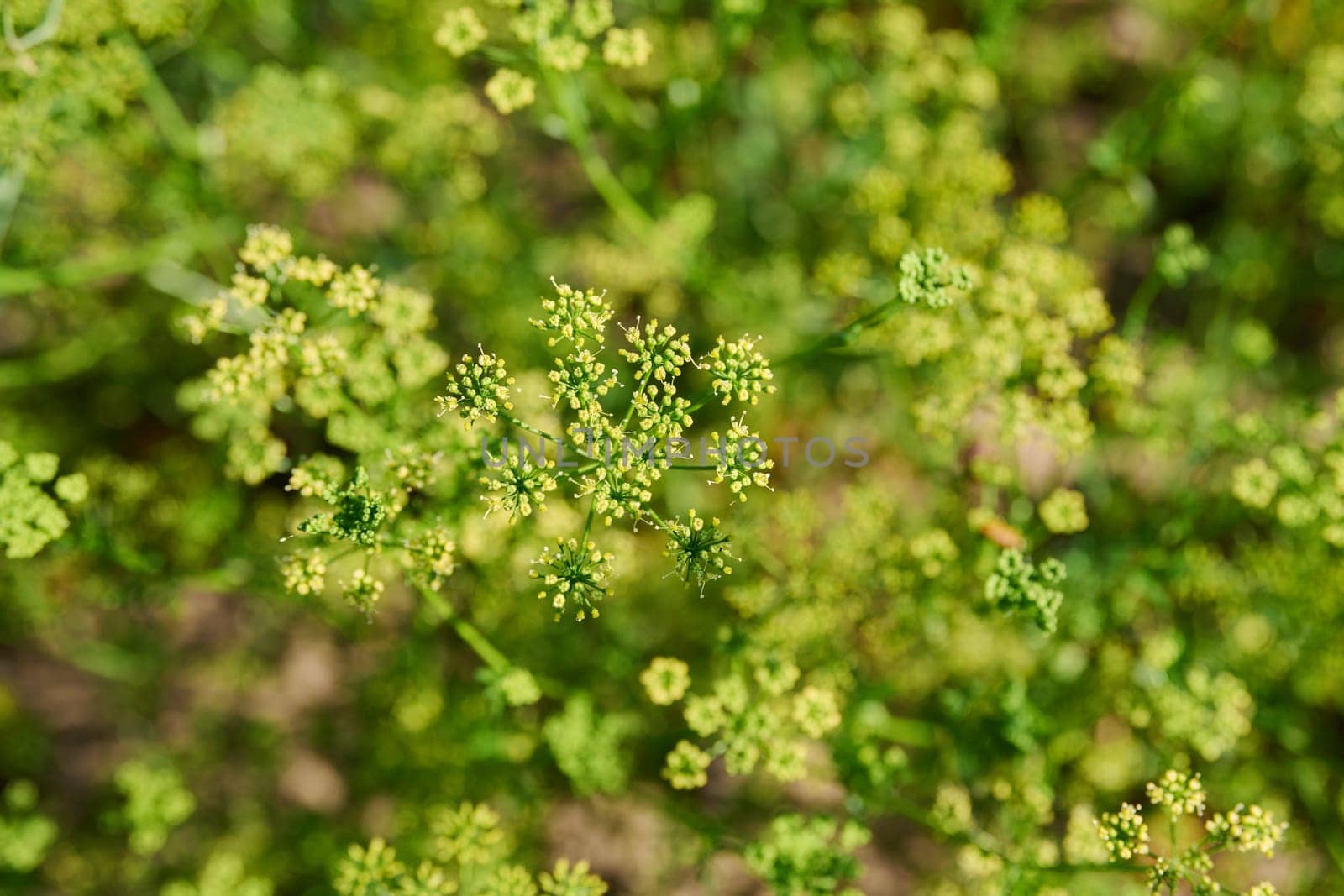 Close up of parsley plant with branches with seeds, summer nature background